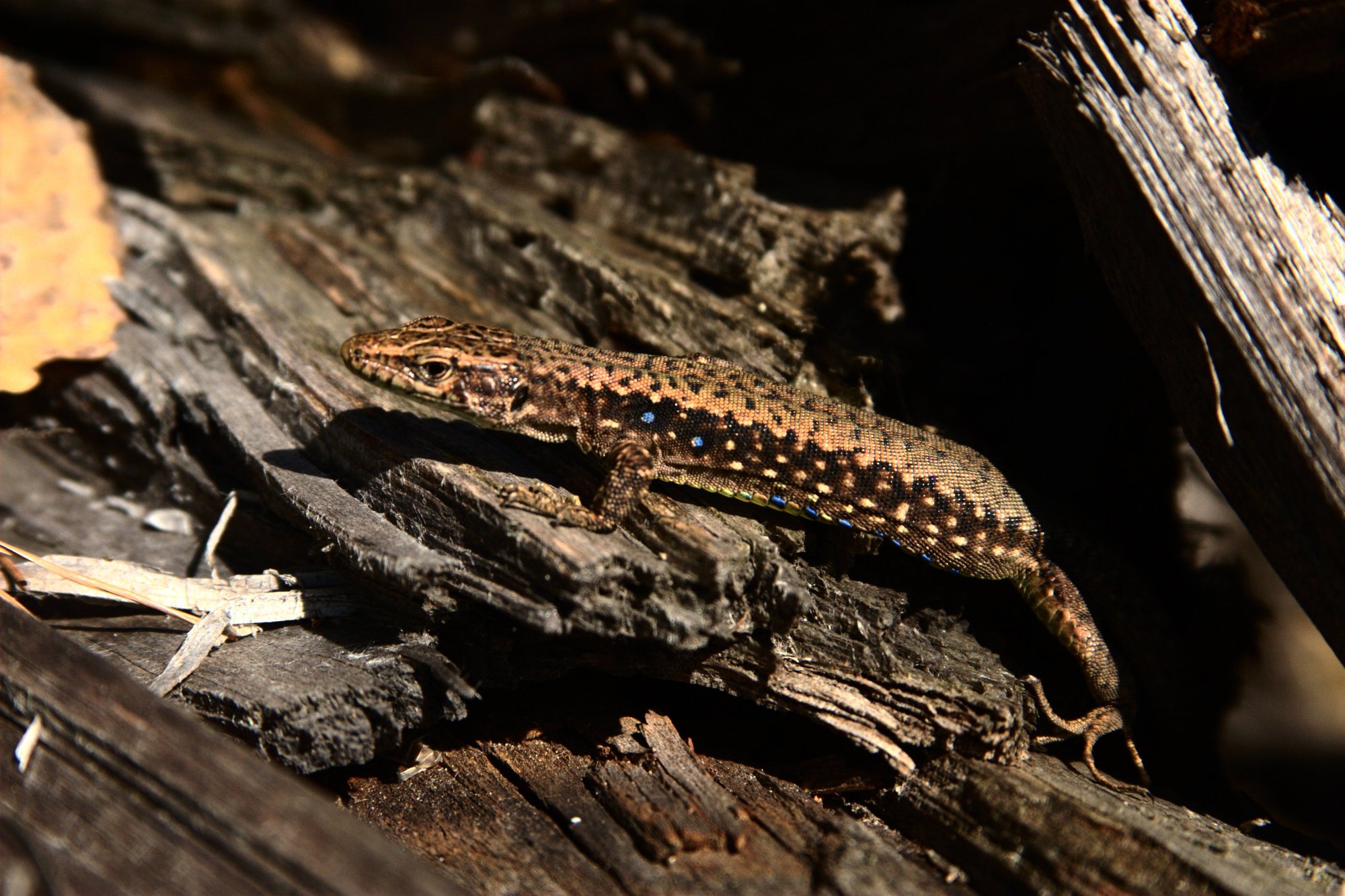 Kaukasische Felseidechse (Darevskia caucasica), typisches Aussehen der Art