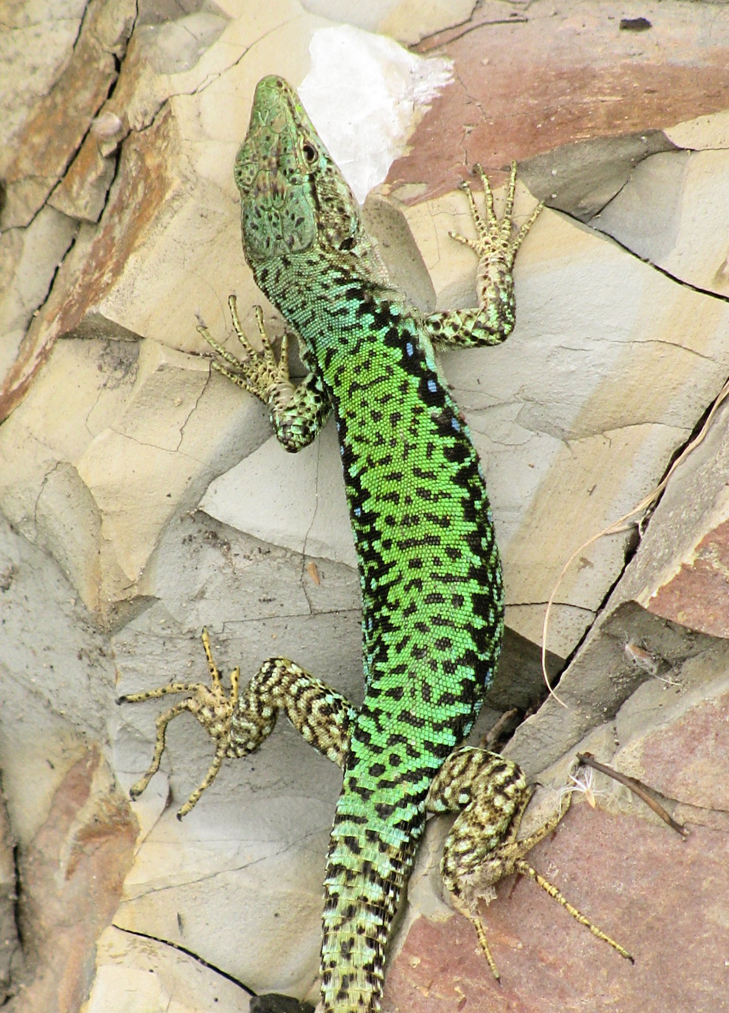 Kaukasische Felseidechse (Darevskia rudis), typisches Aussehen der Art