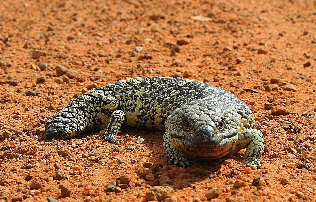 Keilkopfskink (Tiliqua rugosa), typisches Aussehen der Art