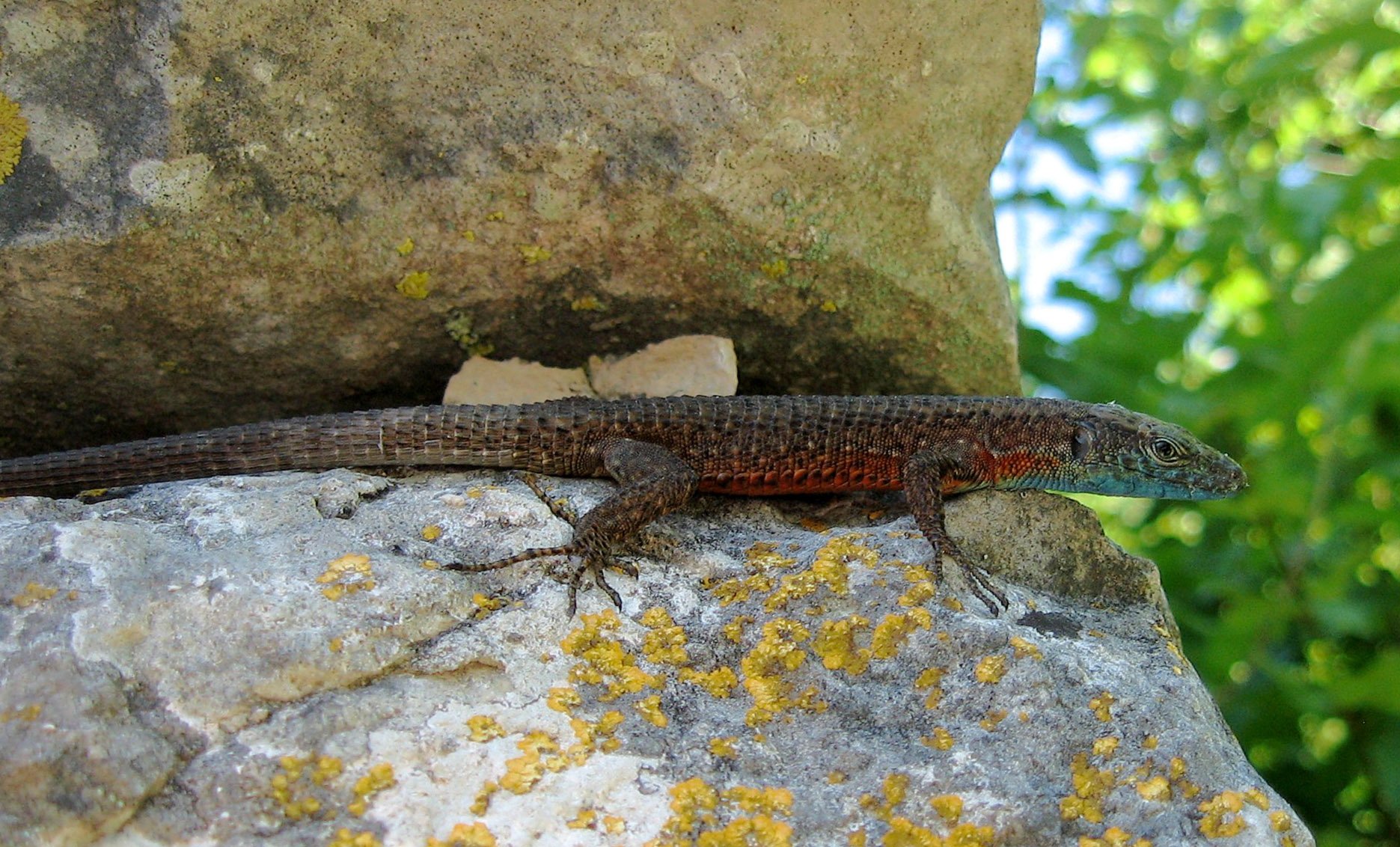 Kieleidechse (Algyroides nigropunctatus), typisches Aussehen der Art