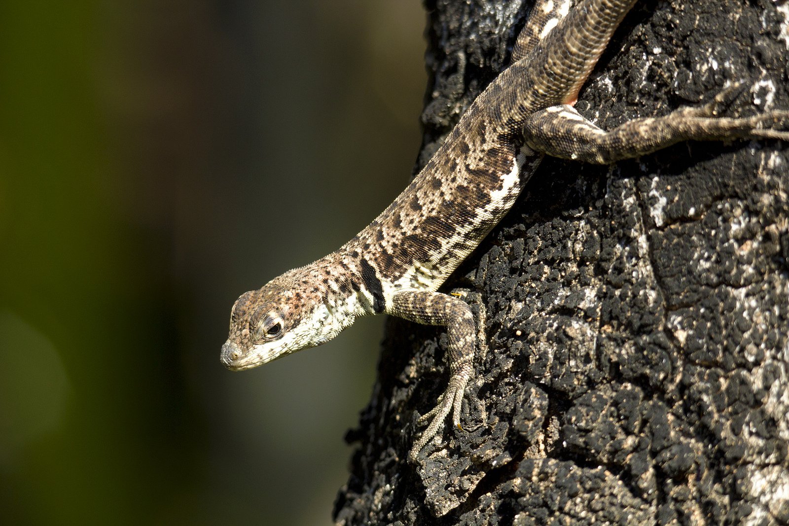 Kielschwanzleguan (Tropidurus torquatus), typisches Aussehen der Art