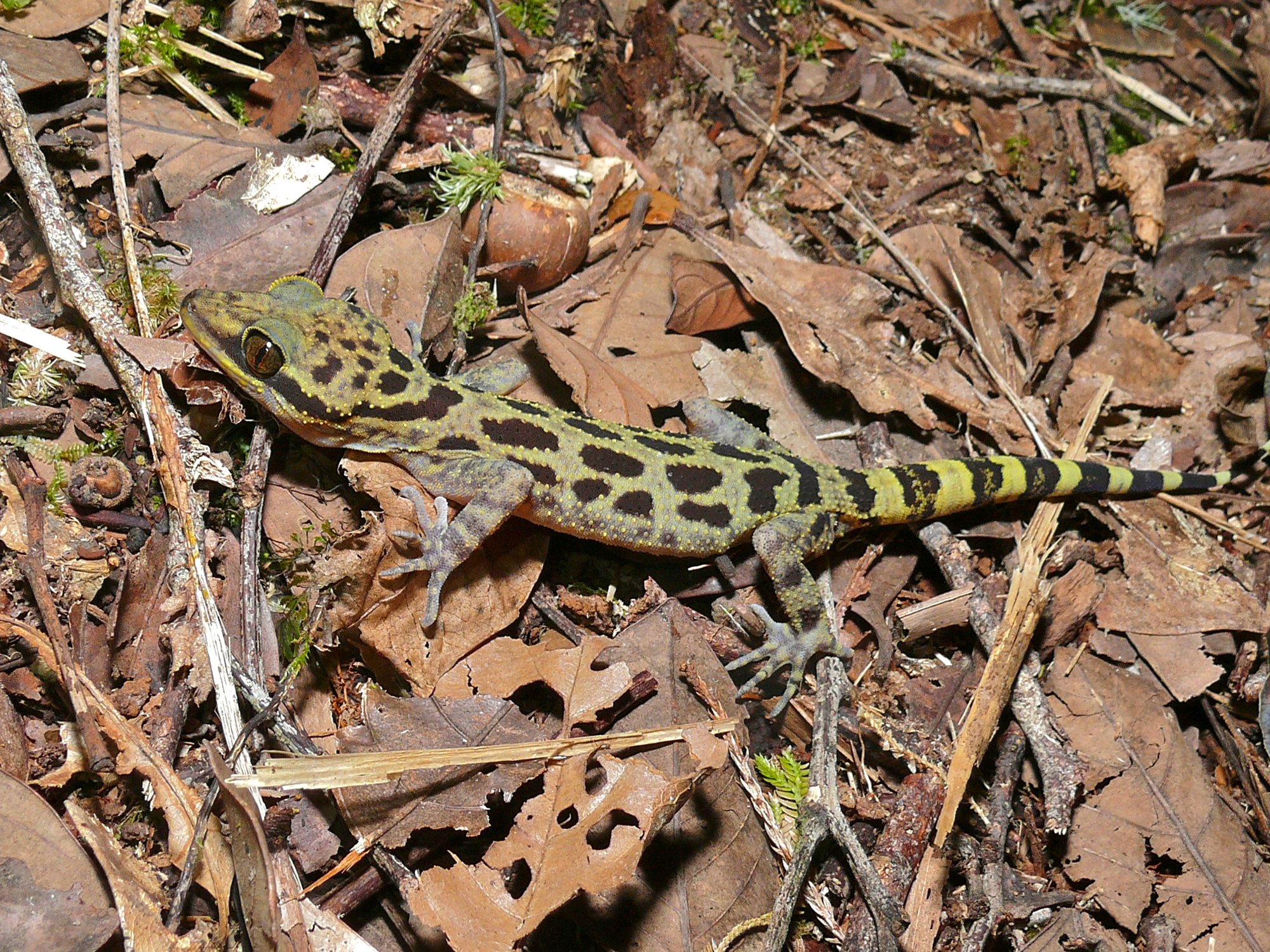 Kinabalu-Bogenfingergecko (Cyrtodactylus baluensis), typisches Aussehen der Art