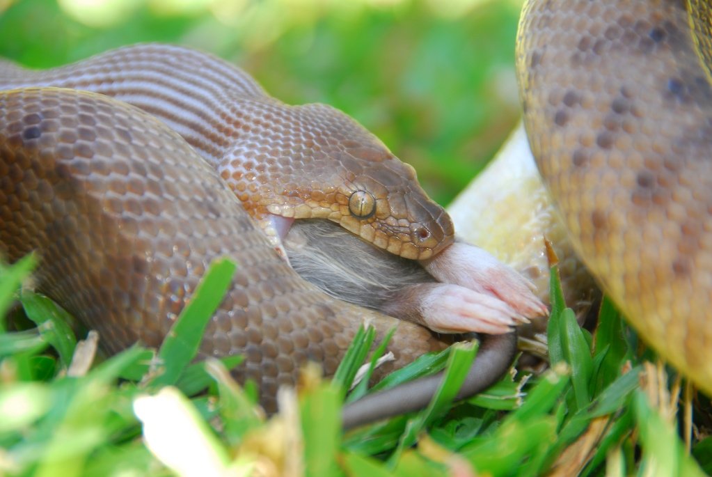 Kindipython (Antaresia childreni), typisches Aussehen der Art