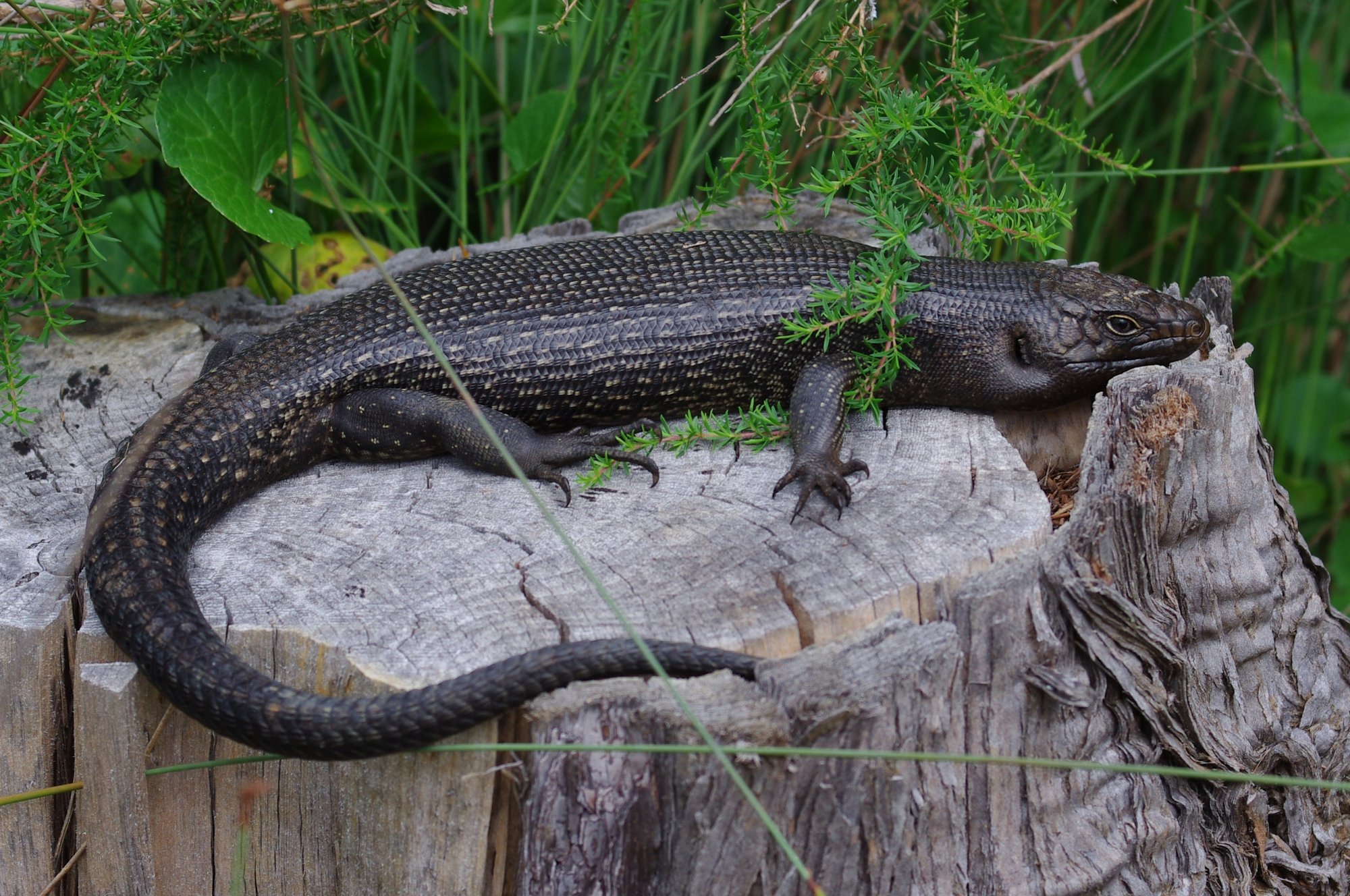 King-Skink (Egernia kingii), typisches Aussehen der Art