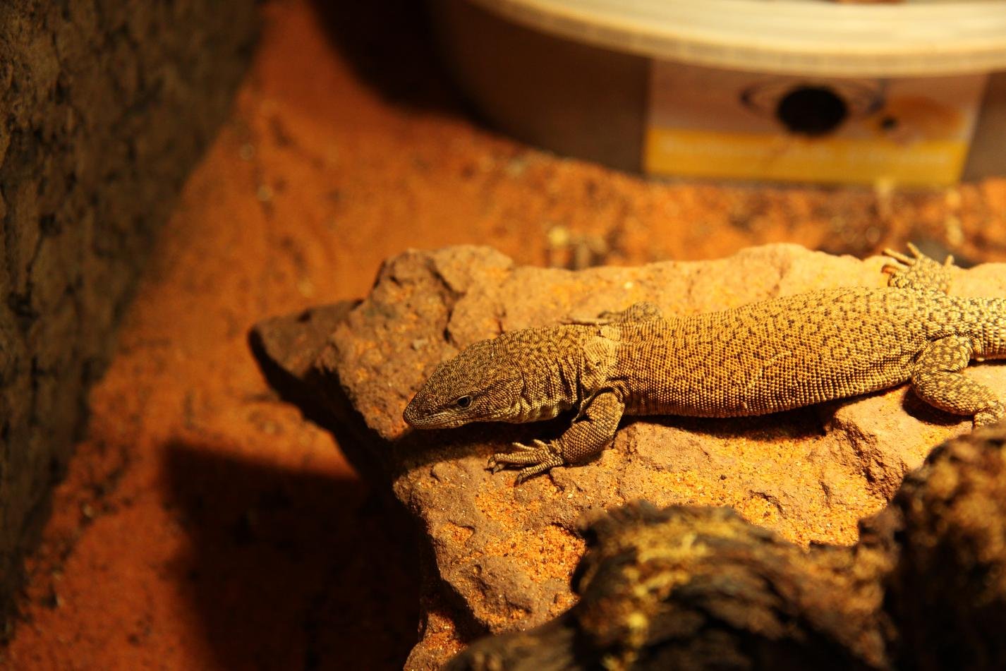 Kingorum Waran (Varanus kingorum), typisches Aussehen der Art