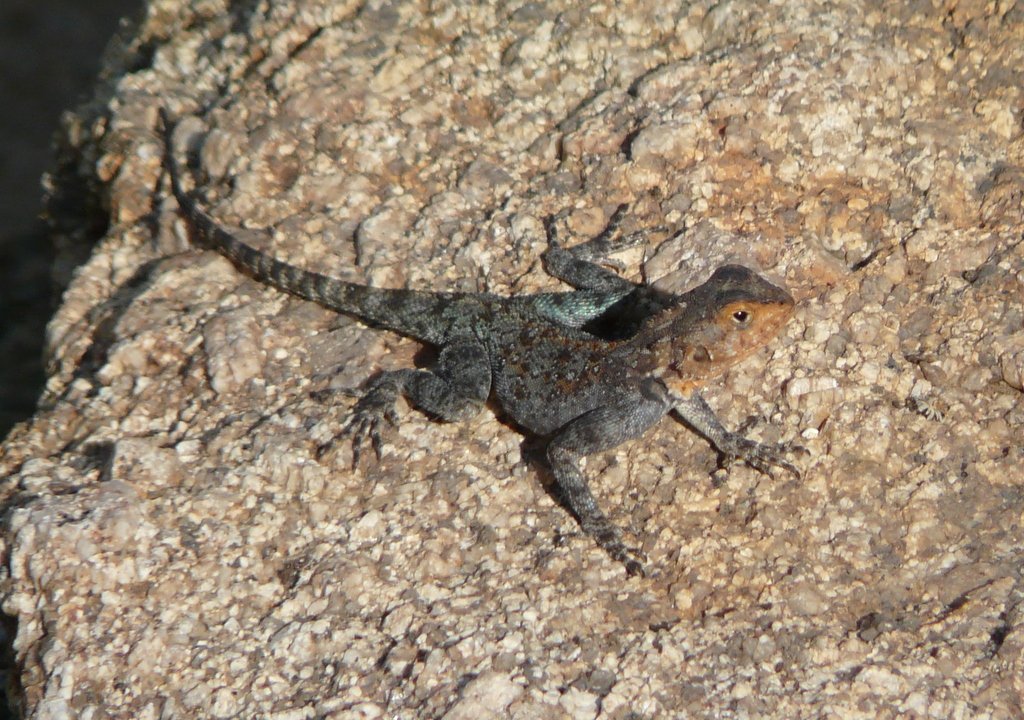 Kirks Felsagame (Agama kirkii), typisches Aussehen der Art