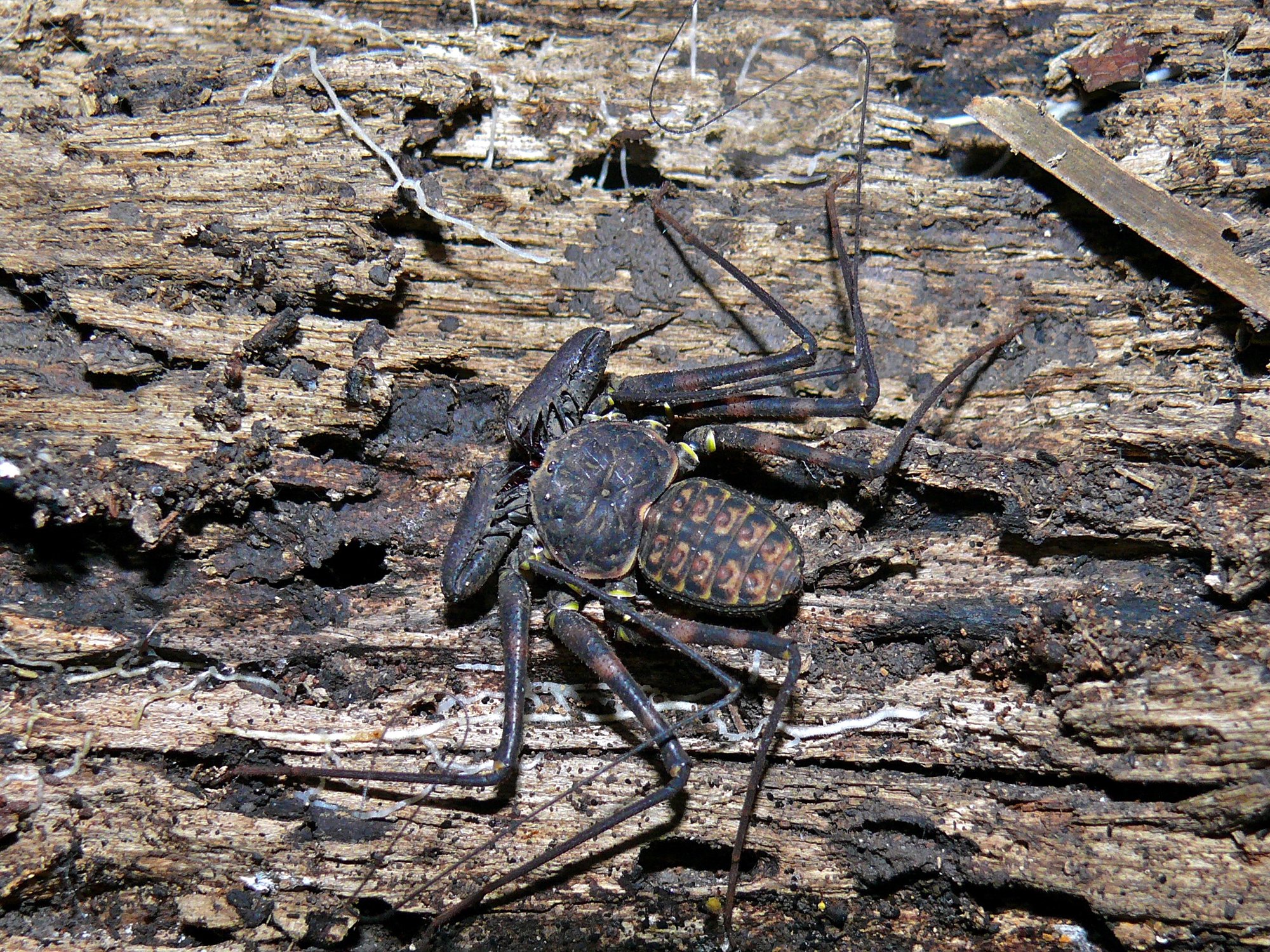 Kleine Geißelspinne (Phrynus parvulus), typisches Aussehen der Art