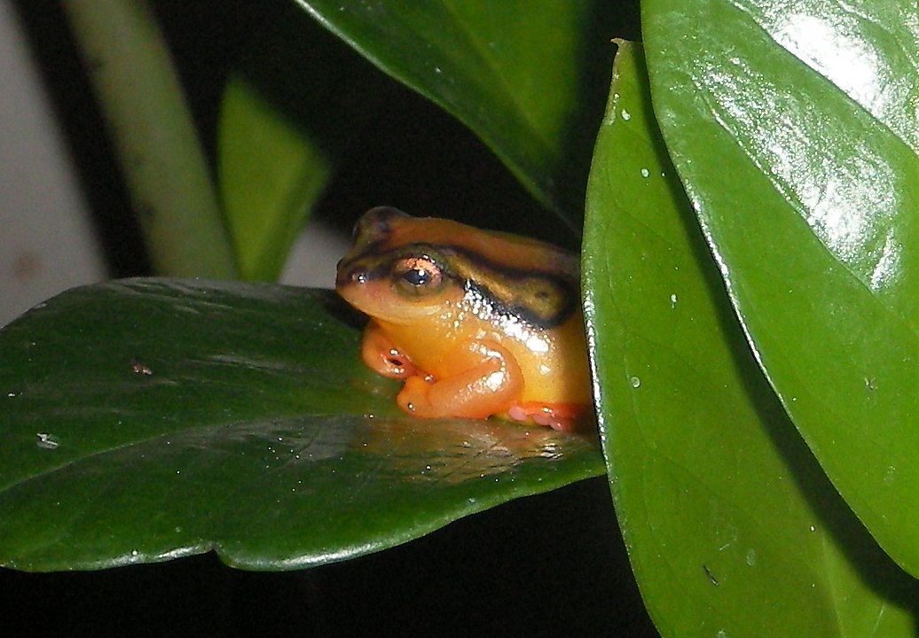 Kleiner Riedfrosch (Hyperolius puncticulatus), typisches Aussehen der Art