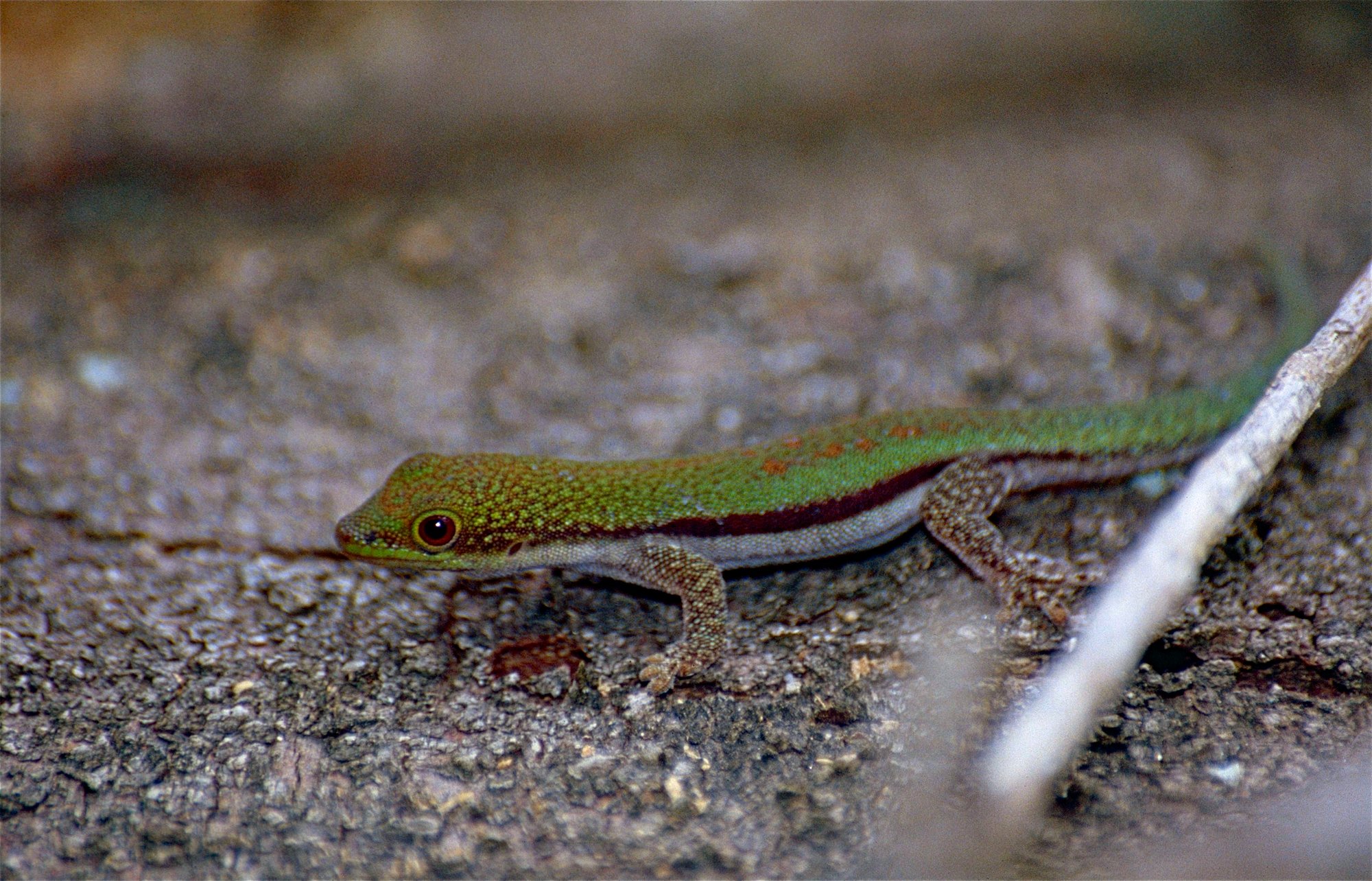Kleiner Taggecko (Phelsuma pusilla), typisches Aussehen der Art