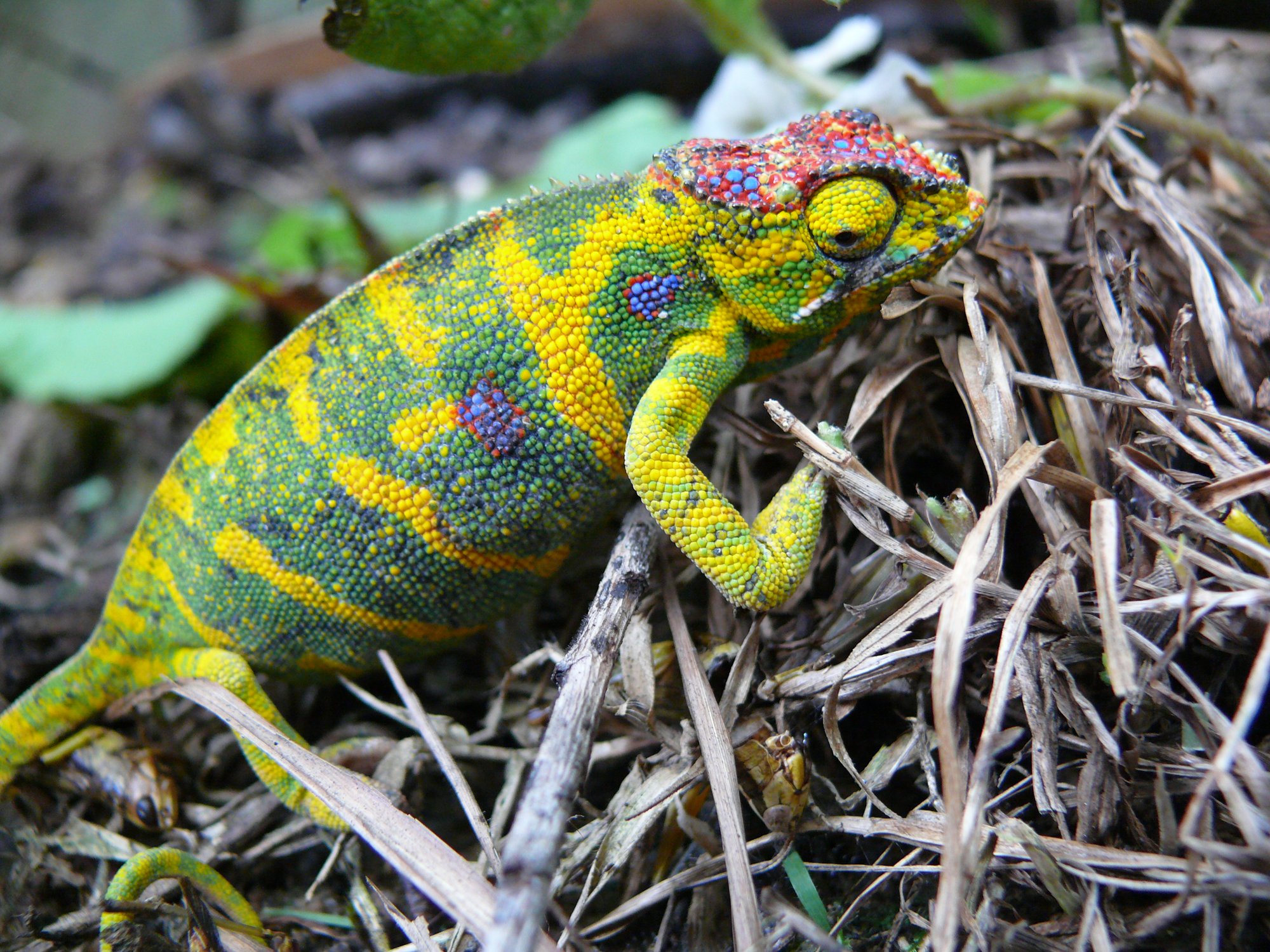 Kleines Madagaskar-Chamäleon (Furcifer minor), typisches Aussehen der Art