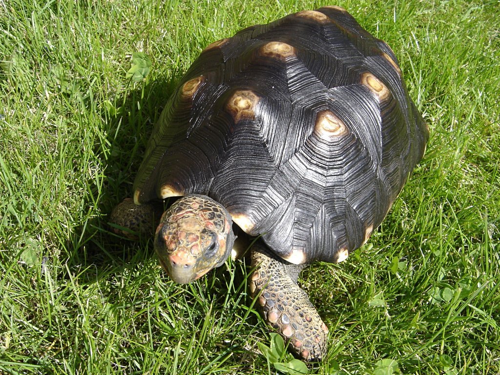 Köhlerschildkröte (Chelonoidis carbonaria), typisches Aussehen der Art