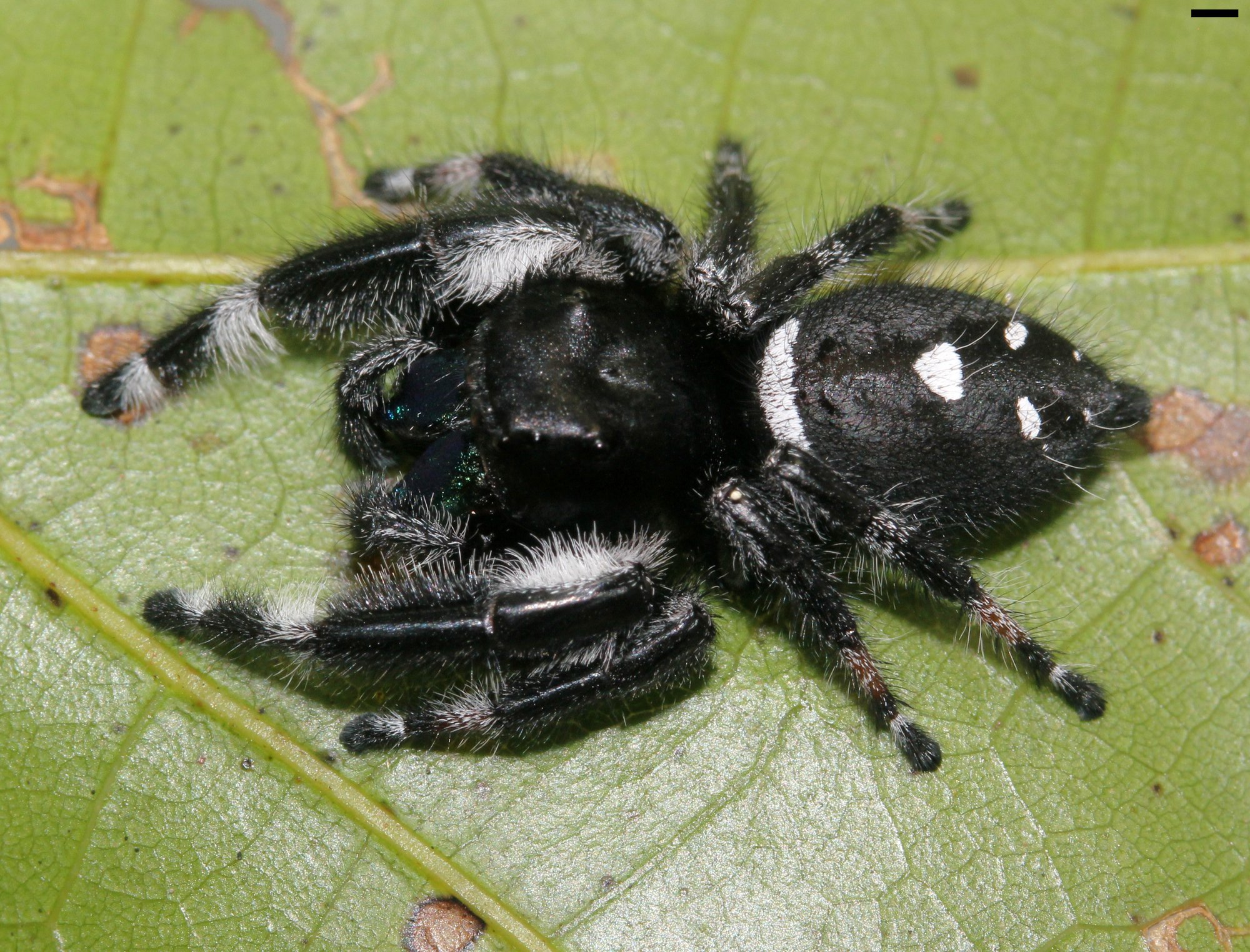 Königsspringspinne (Phidippus regius), typisches Aussehen der Art