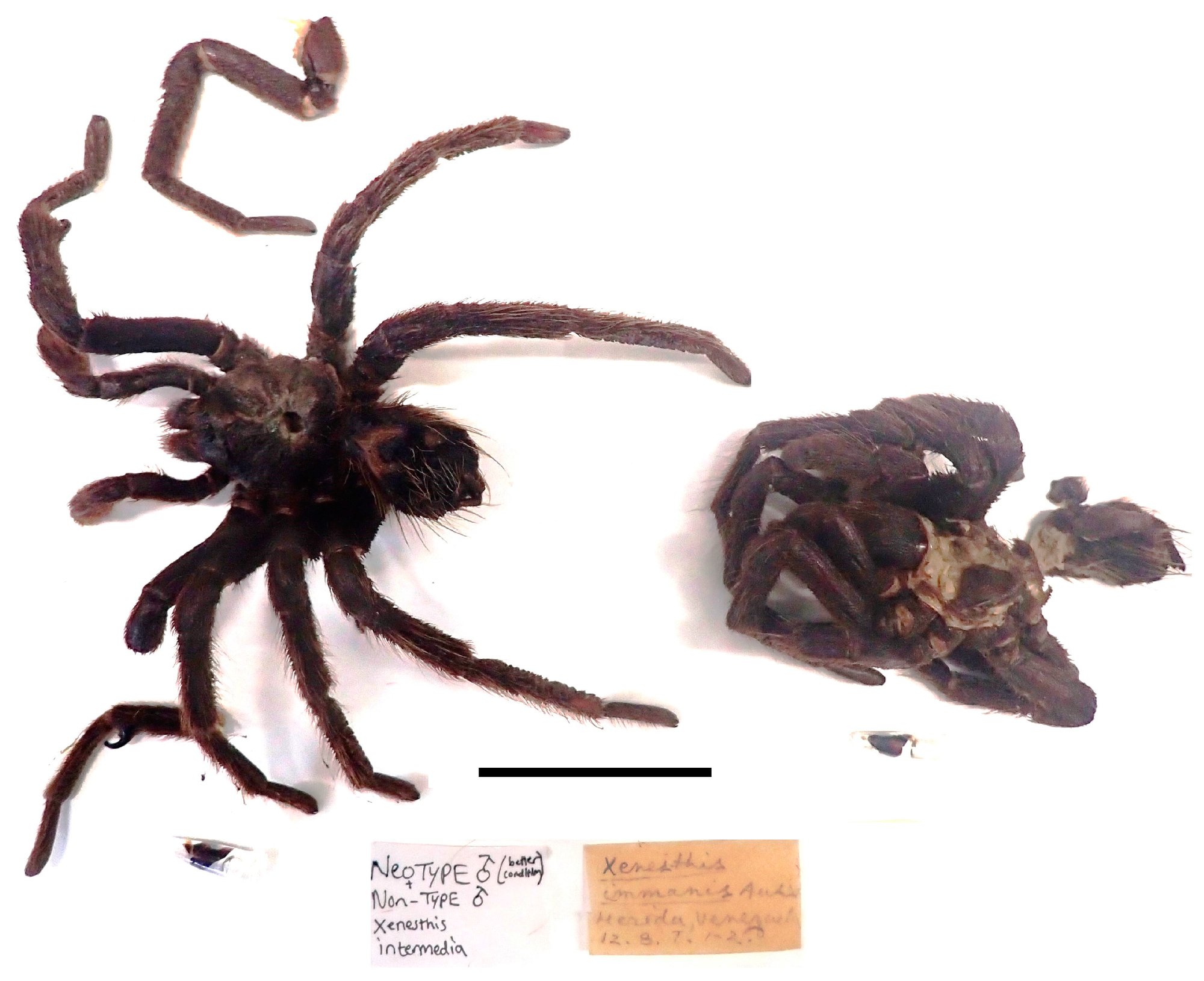 Kolumbianische Lila-Vogelspinne (Xenesthis intermedia), typisches Aussehen der Art