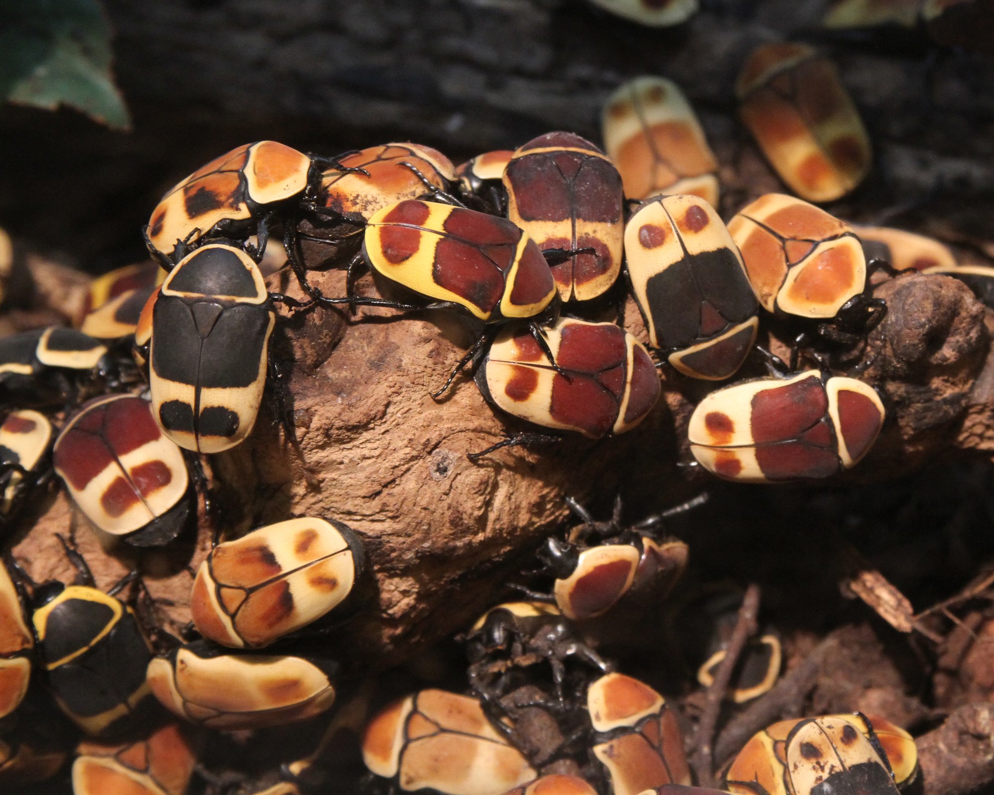 Kongo-Rosenkäfer (Pachnoda marginata), typisches Aussehen der Art