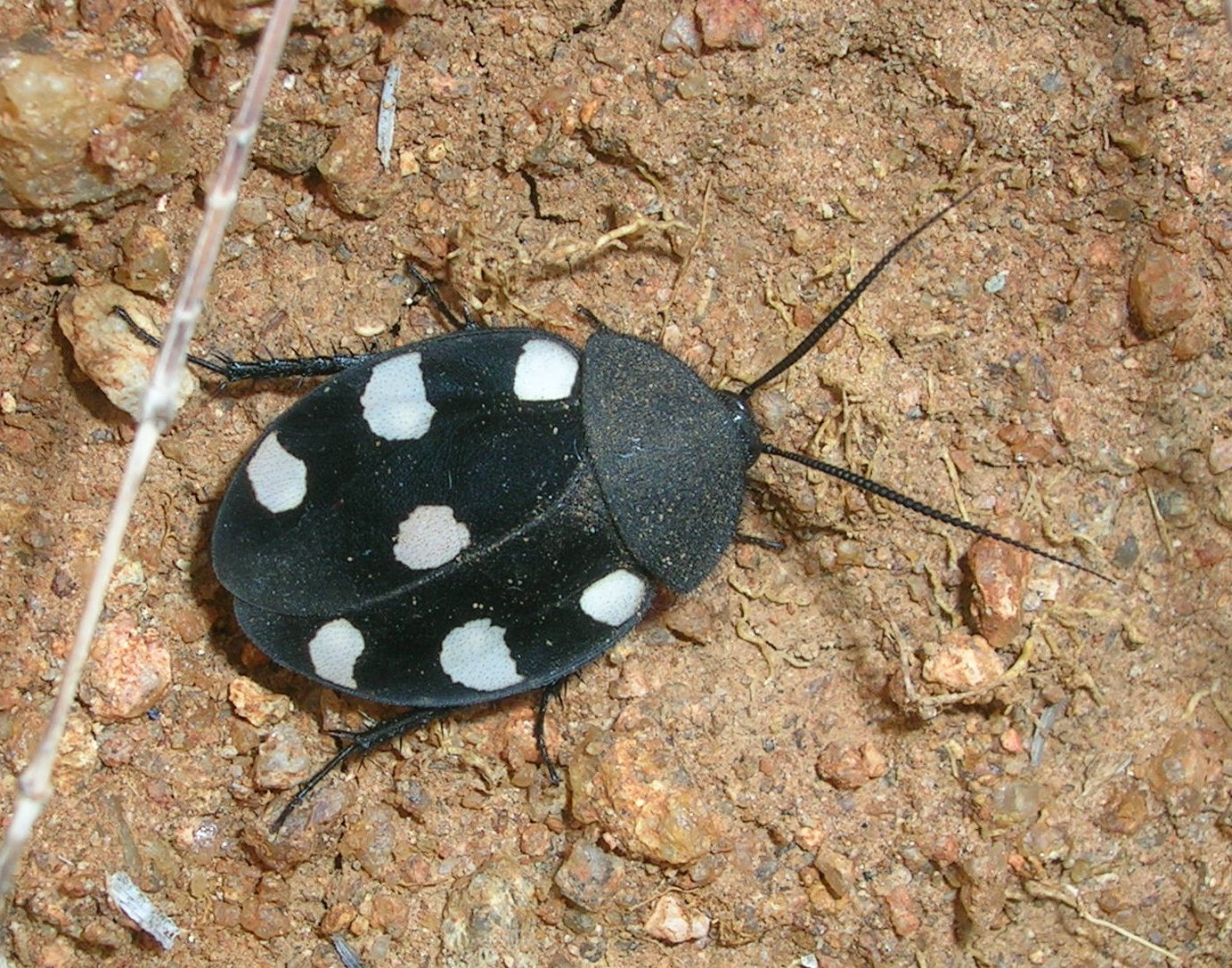 Kongo-Tigerschabe (Therea petiveriana), typisches Aussehen der Art