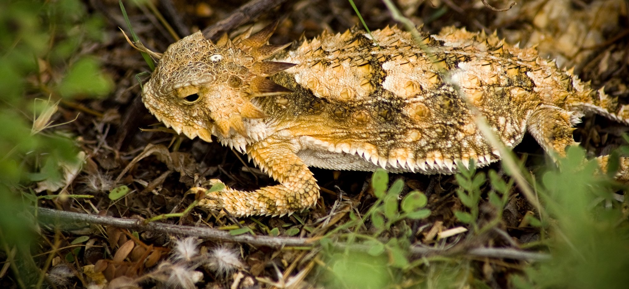 Königs-Krötenechse (Phrynosoma solare), typisches Aussehen der Art