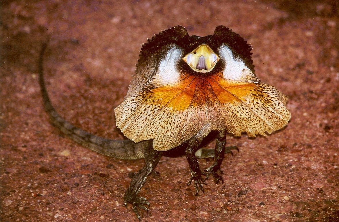 Kragenechse (Chlamydosaurus kingii), typisches Aussehen der Art