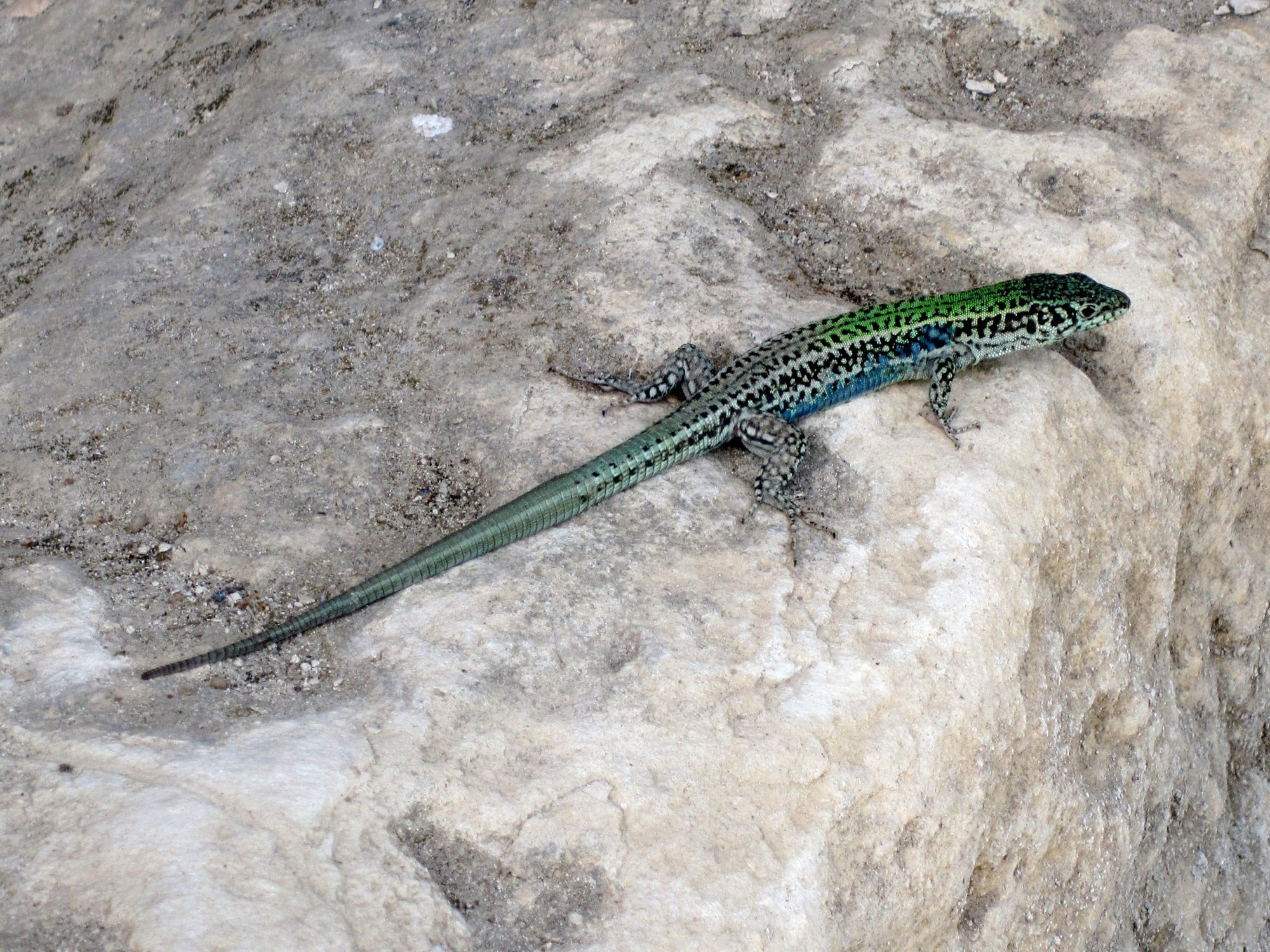 Kreta-Mauereidechse (Podarcis cretensis), typisches Aussehen der Art
