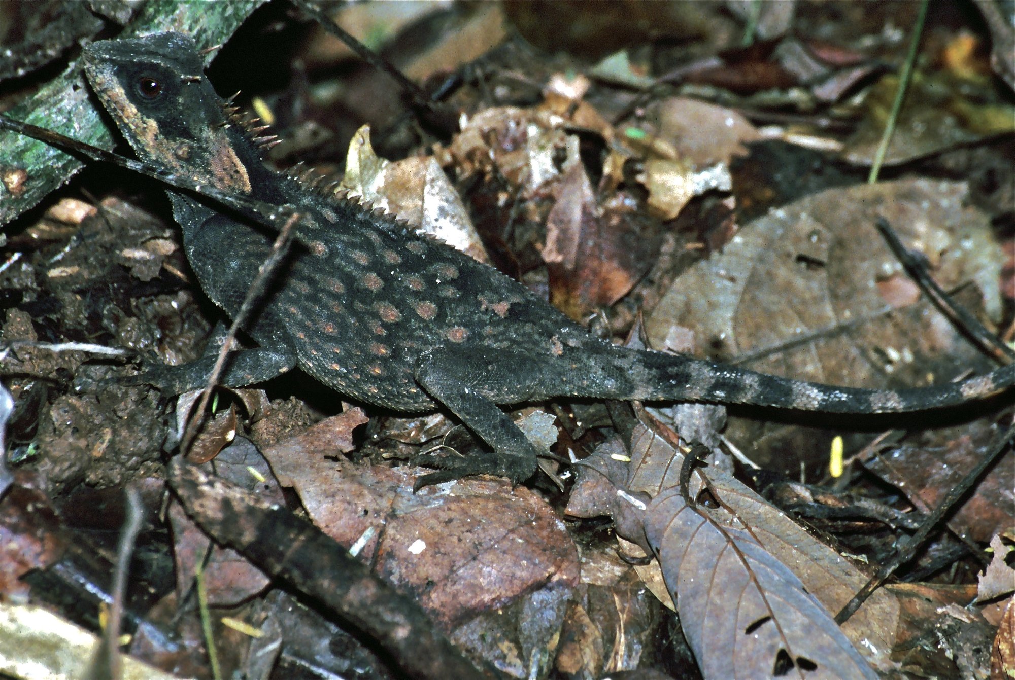Kreuznacken-Nackenstachler (Acanthosaura crucigera), typisches Aussehen der Art