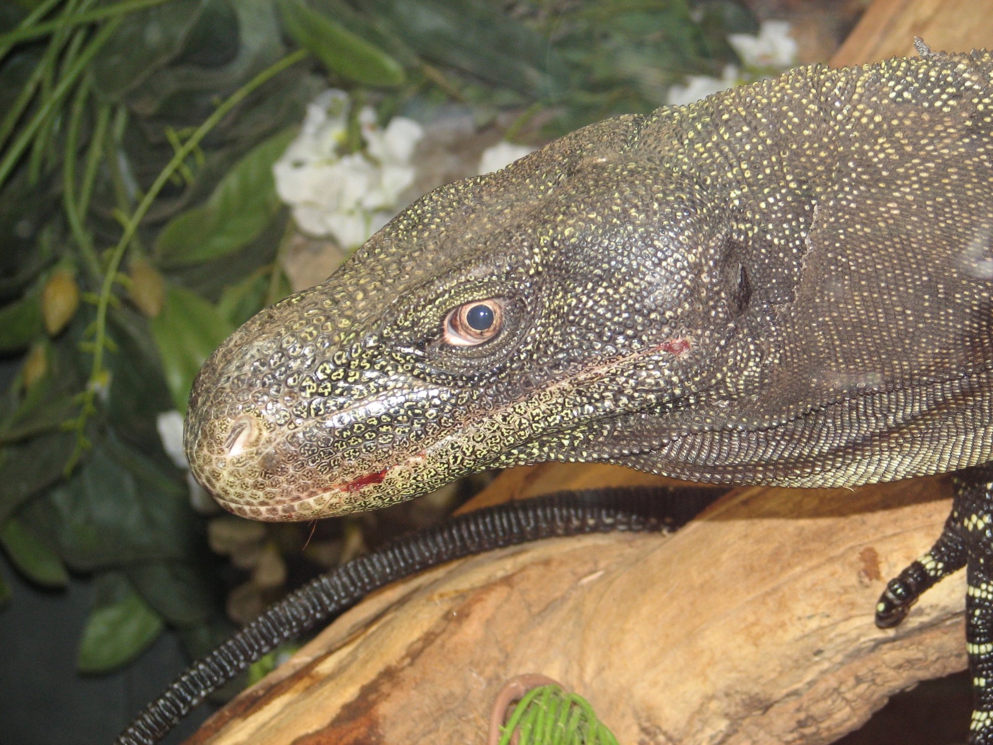 Krokodilwaran (Varanus salvadorii), typisches Aussehen der Art