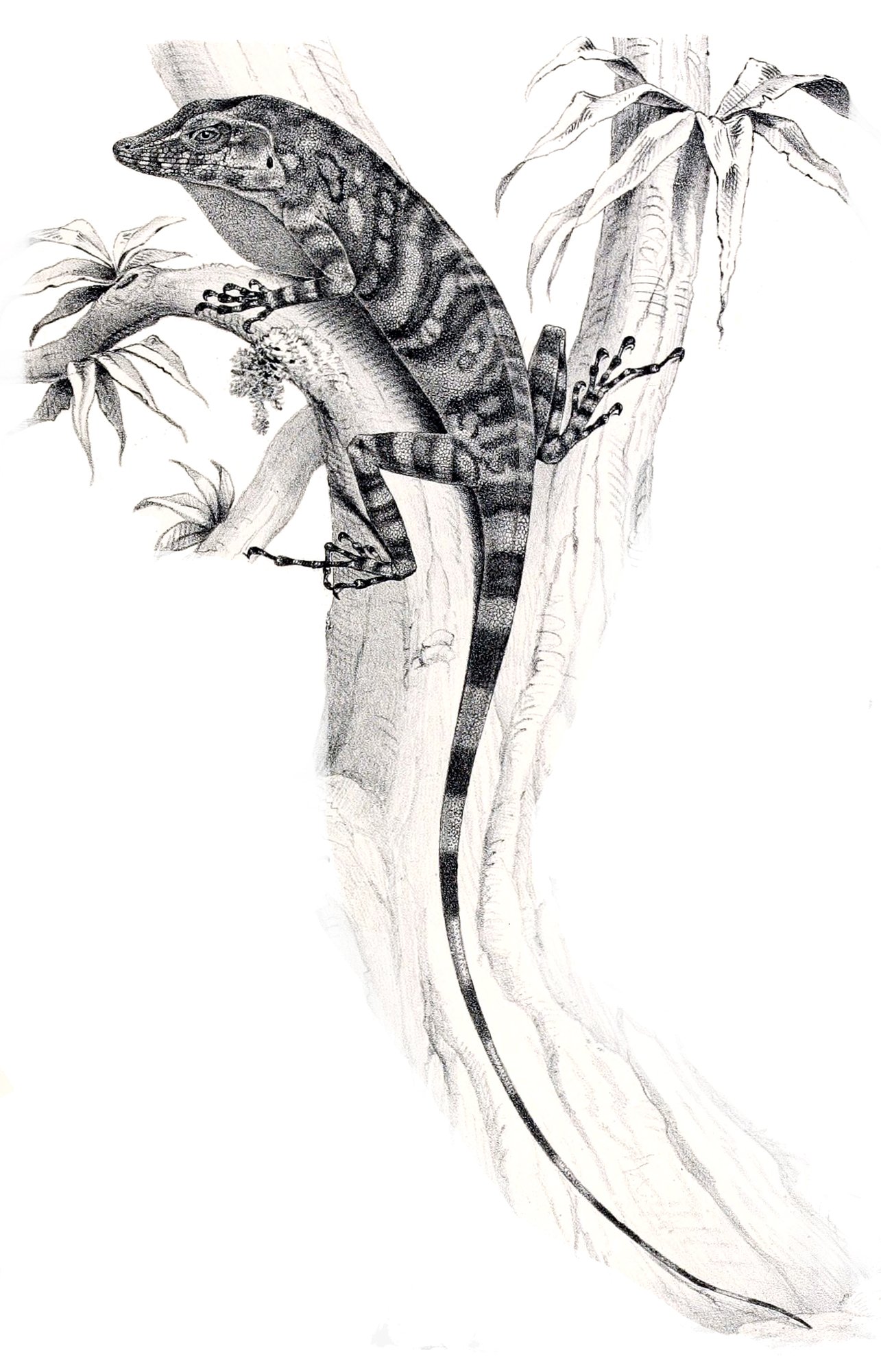 Kron-Riesenanolis (Anolis insignis), typisches Aussehen der Art