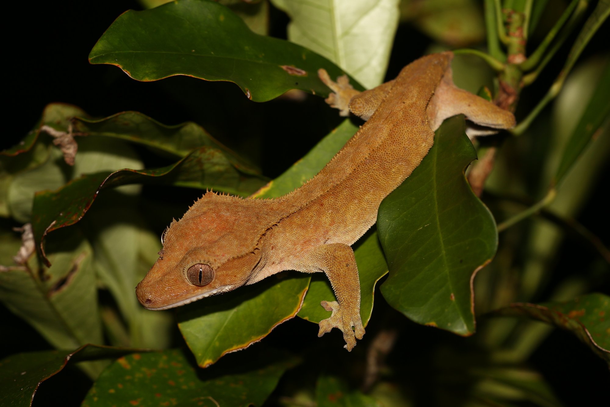 Kronengecko (Correlophus ciliatus), typisches Aussehen der Art