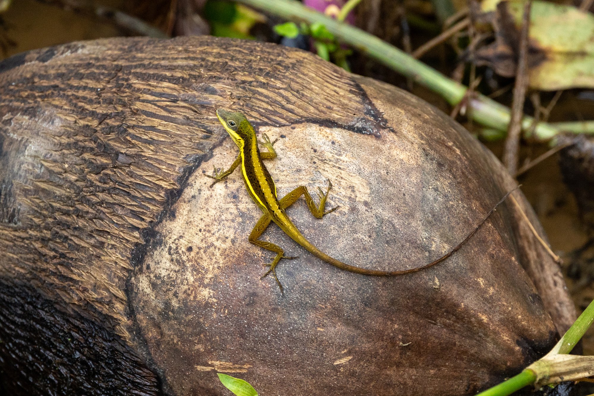 Krugs Anolis (Anolis krugi), typisches Aussehen der Art