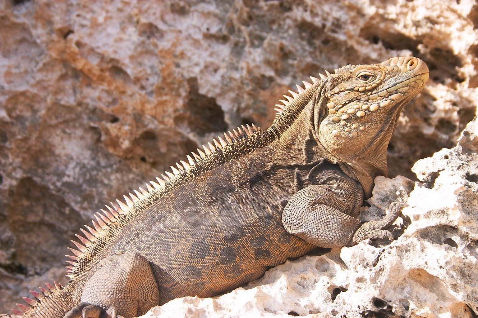 Kubakrokodilleguan (Cyclura nubila), typisches Aussehen der Art