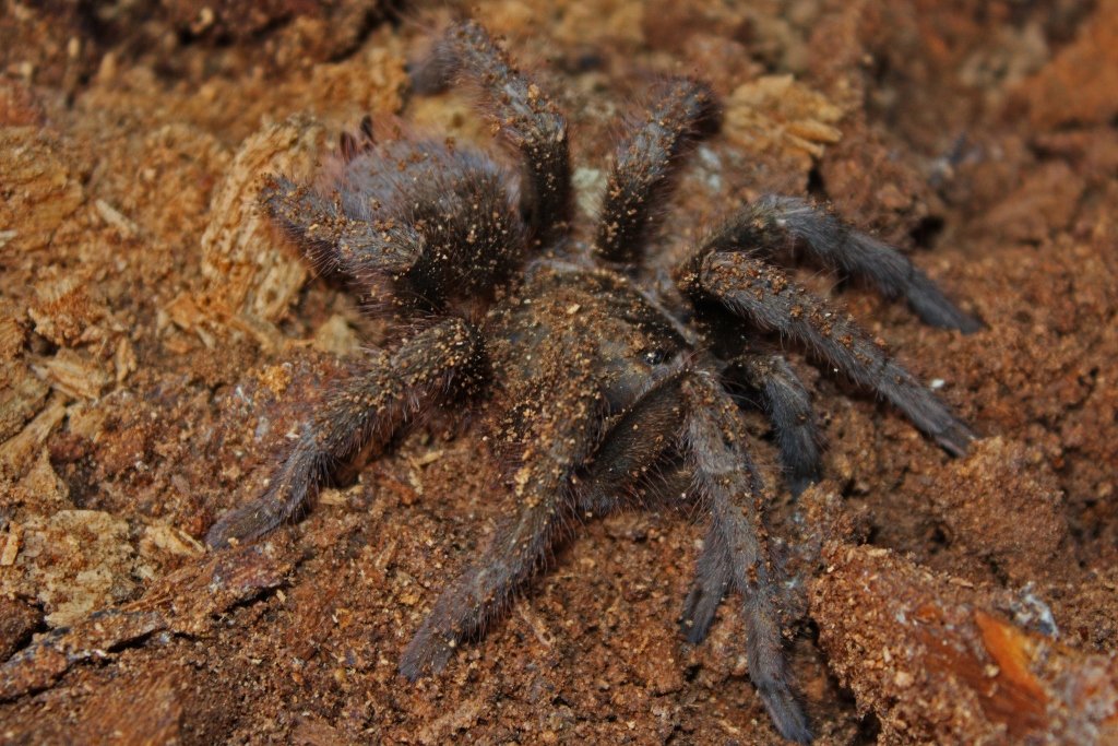 Kubanische Bronze-Vogelspinne (Phormictopus auratus), typisches Aussehen der Art