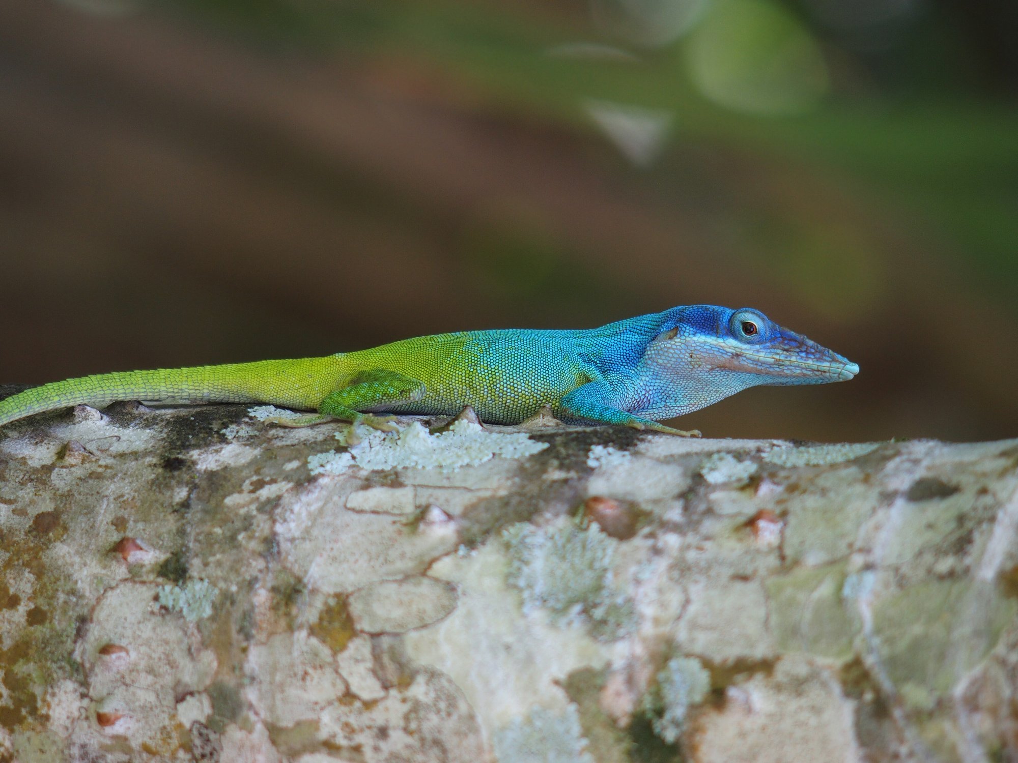 Kubanischer Blaukehl-Anolis (Anolis allisoni), typisches Aussehen der Art