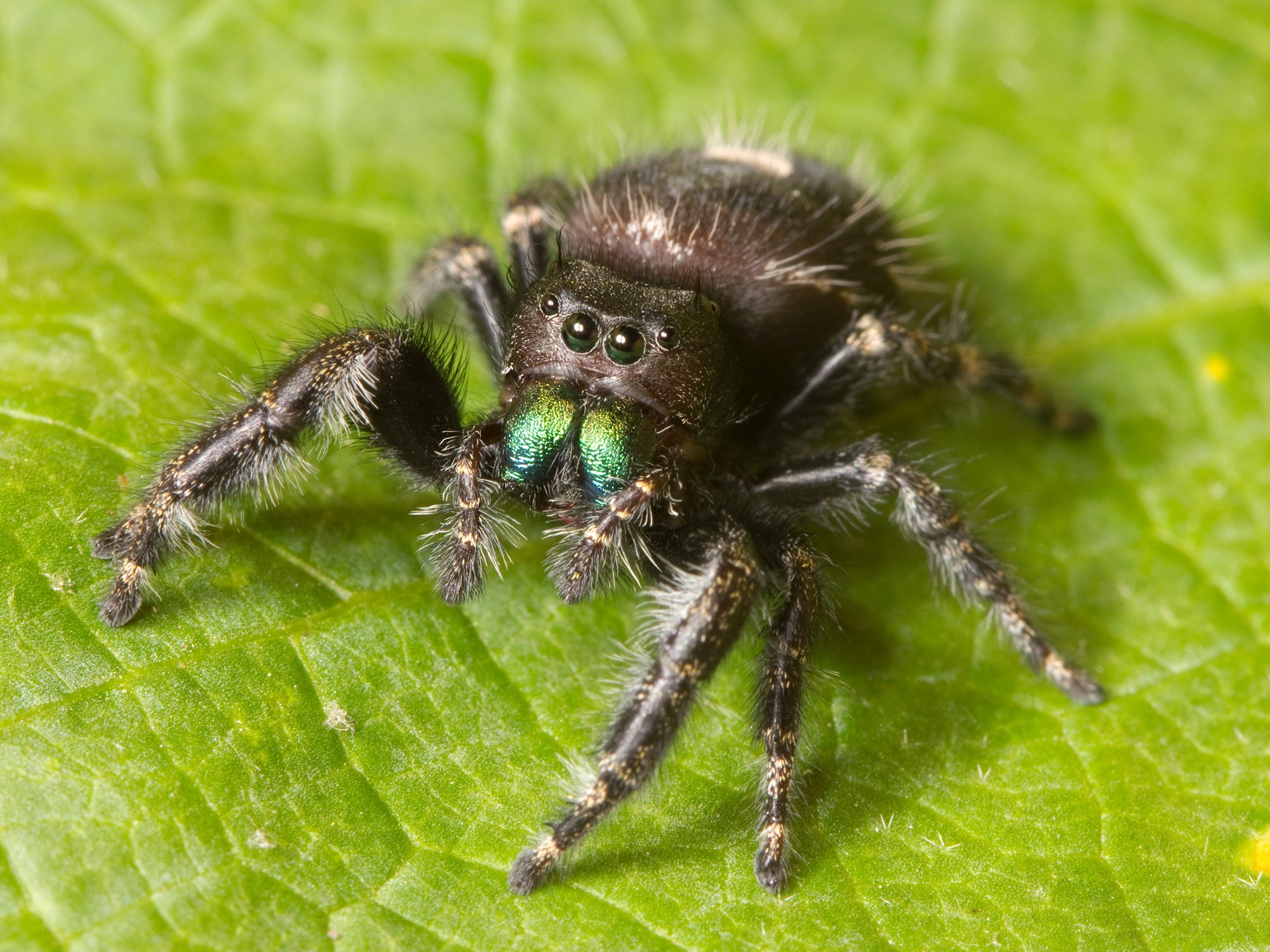 Kühne Springspinne (Phidippus audax), typisches Aussehen der Art
