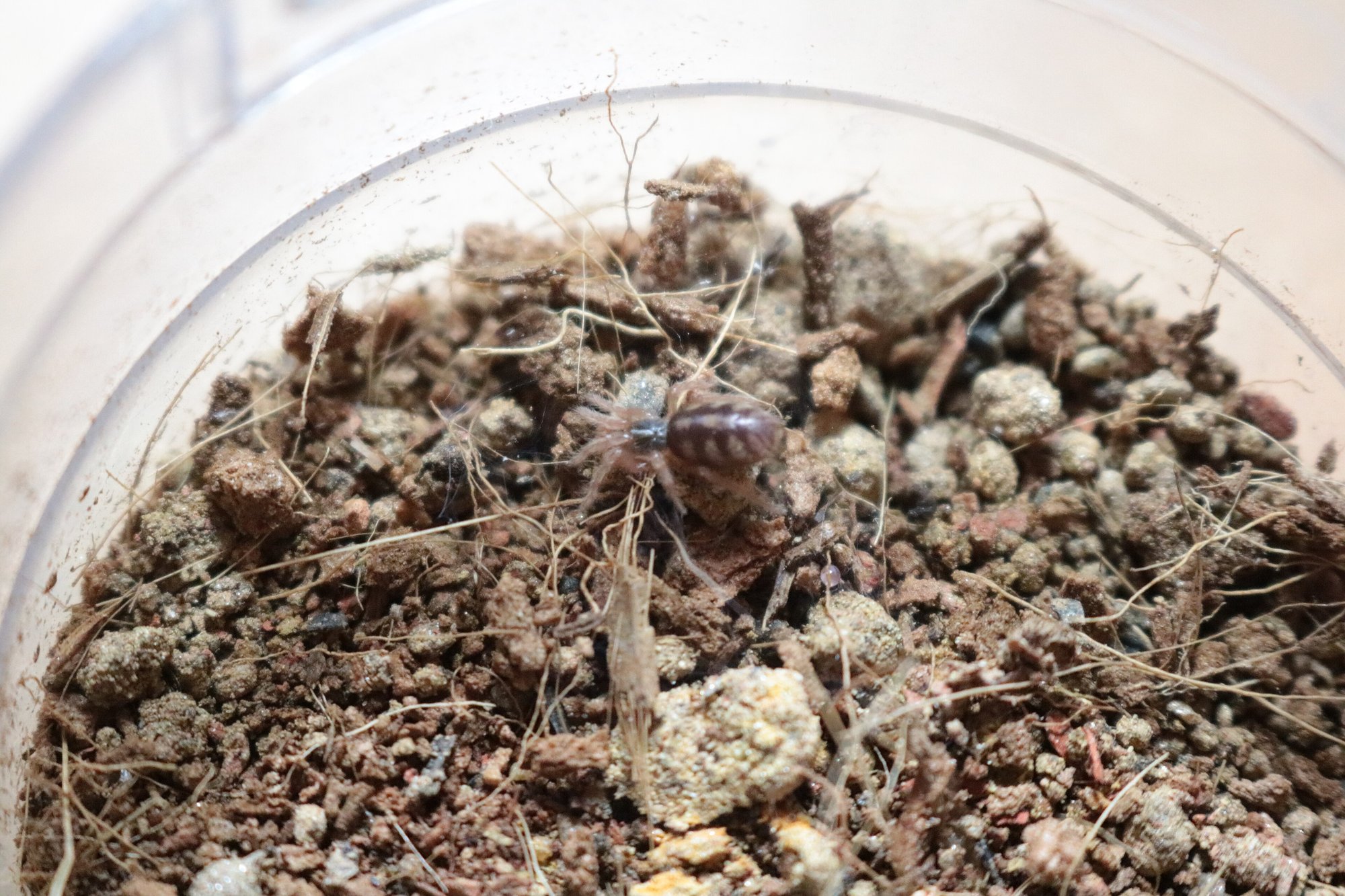 Kürbis-Vogelspinne (Hapalopus formosus), typisches Aussehen der Art