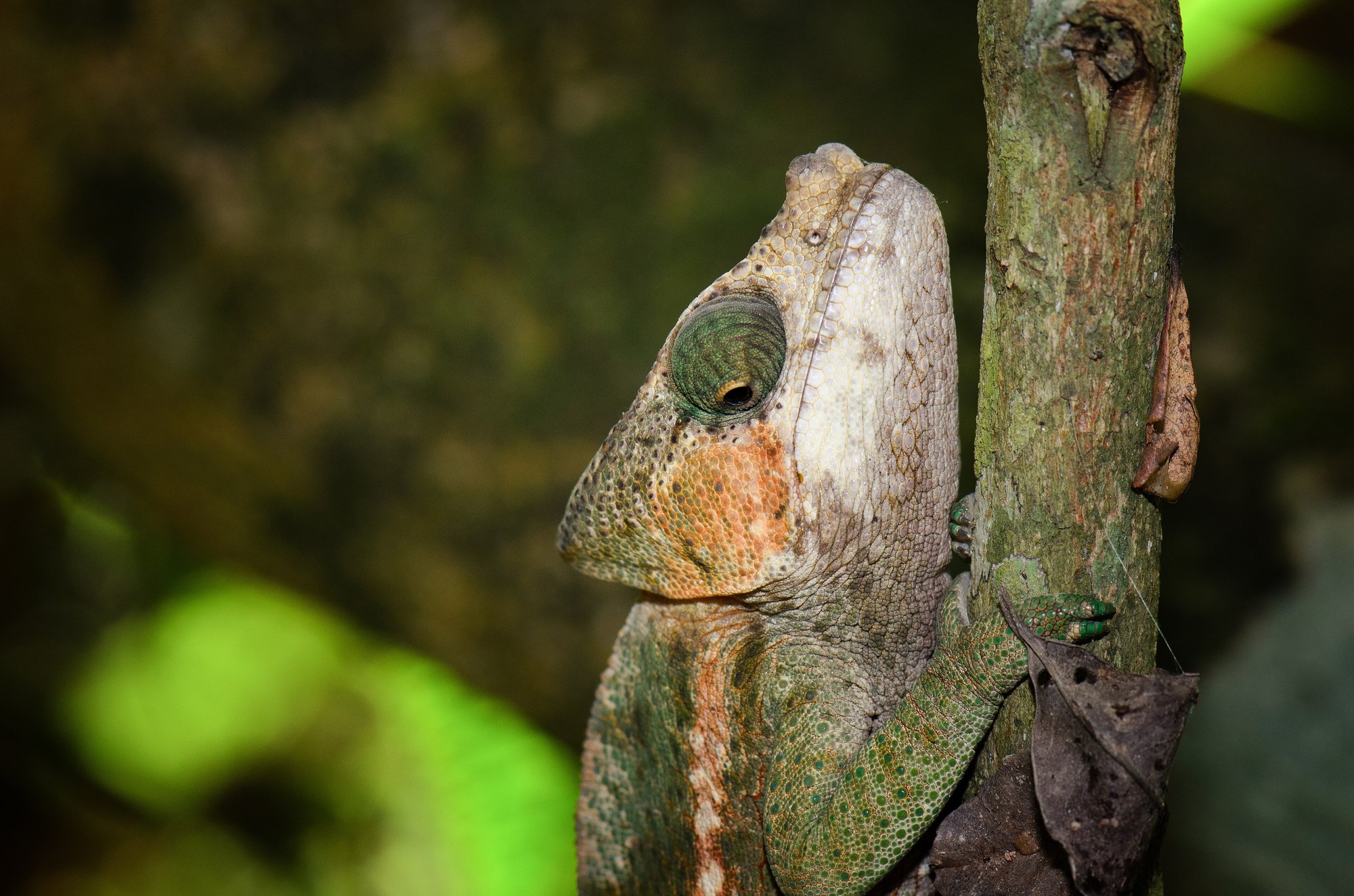 Kugelkopf-Chamäleon (Calumma globifer), typisches Aussehen der Art