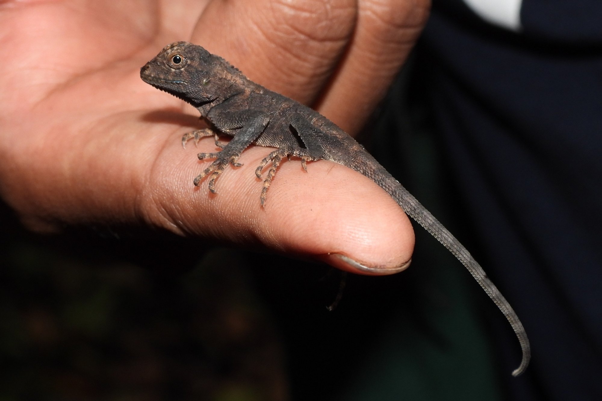 Kuhls Waldagame (Gonocephalus kuhlii), typisches Aussehen der Art