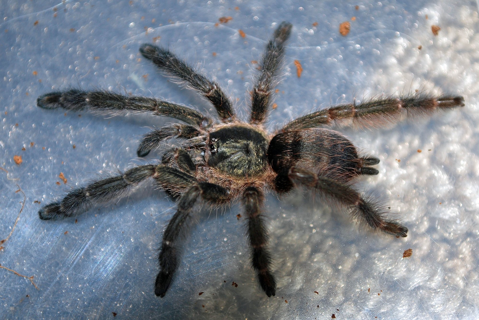 Kupfer-Baumvogelspinne (Tapinauchenius cupreus), typisches Aussehen der Art
