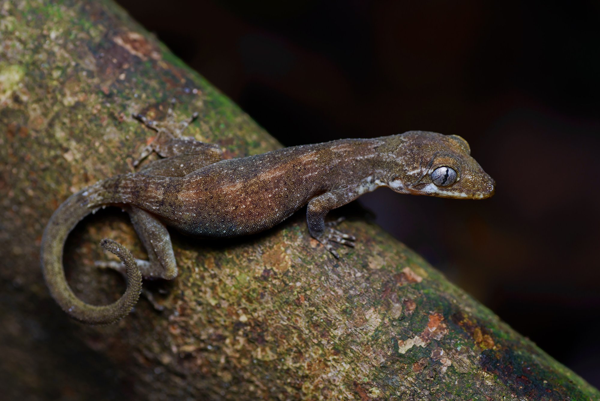 Kurzfinger-Bogenfingergecko (Cyrtodactylus brevipalmatus), typisches Aussehen der Art