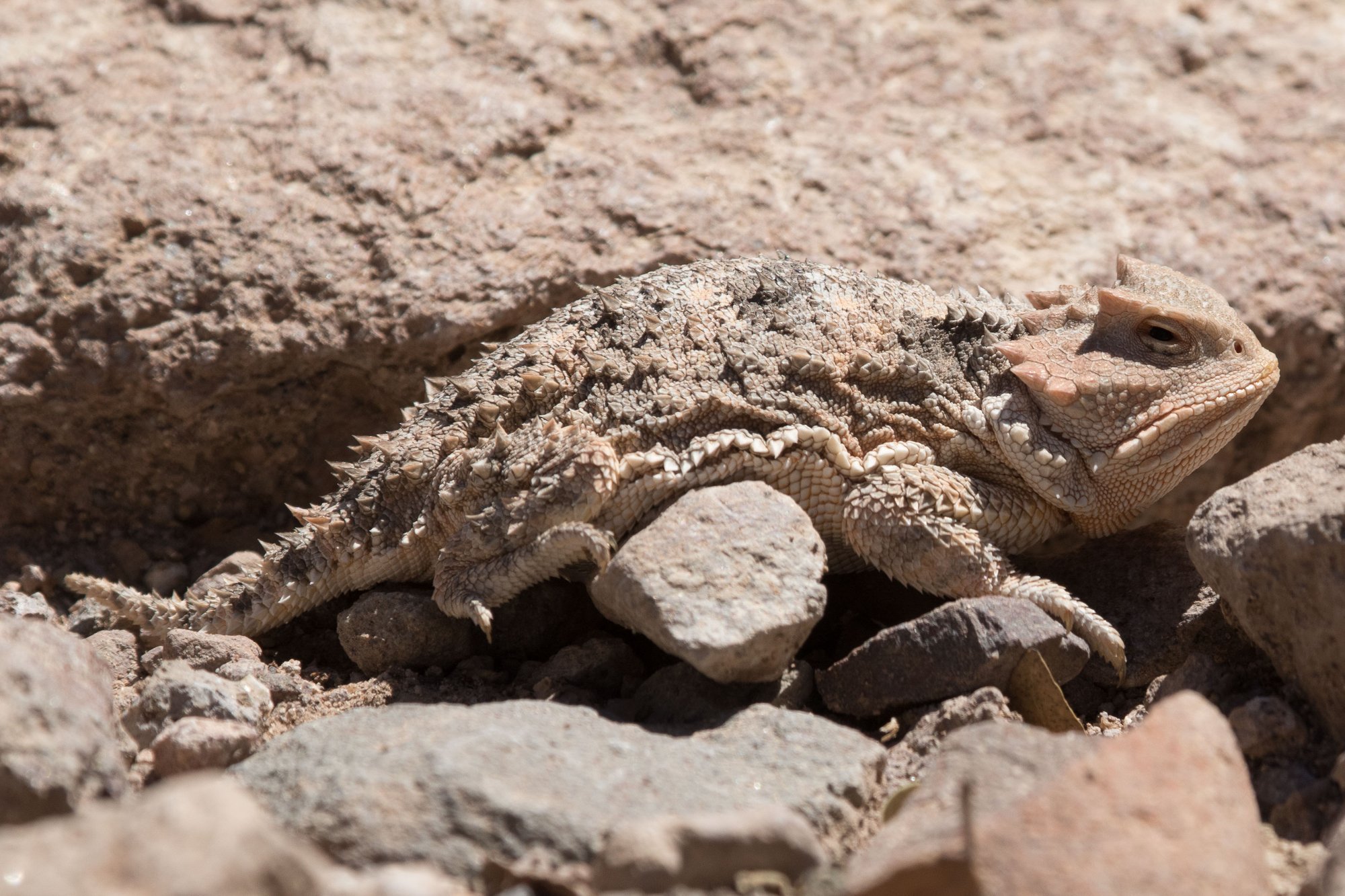 Kurzhorn-Krötenechse (Phrynosoma hernandesi), typisches Aussehen der Art