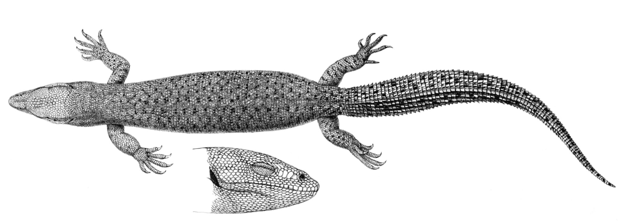 Kurzzehenwarane (Varanus brevicauda), typisches Aussehen der Art