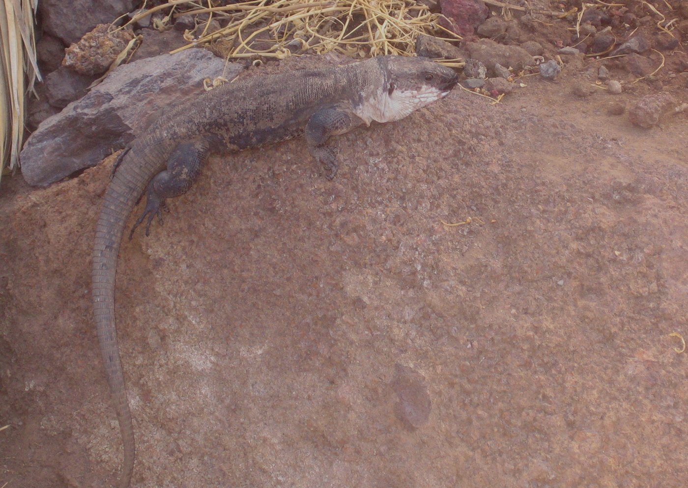 La-Gomera-Rieseneidechse (Gallotia bravoana), typisches Aussehen der Art
