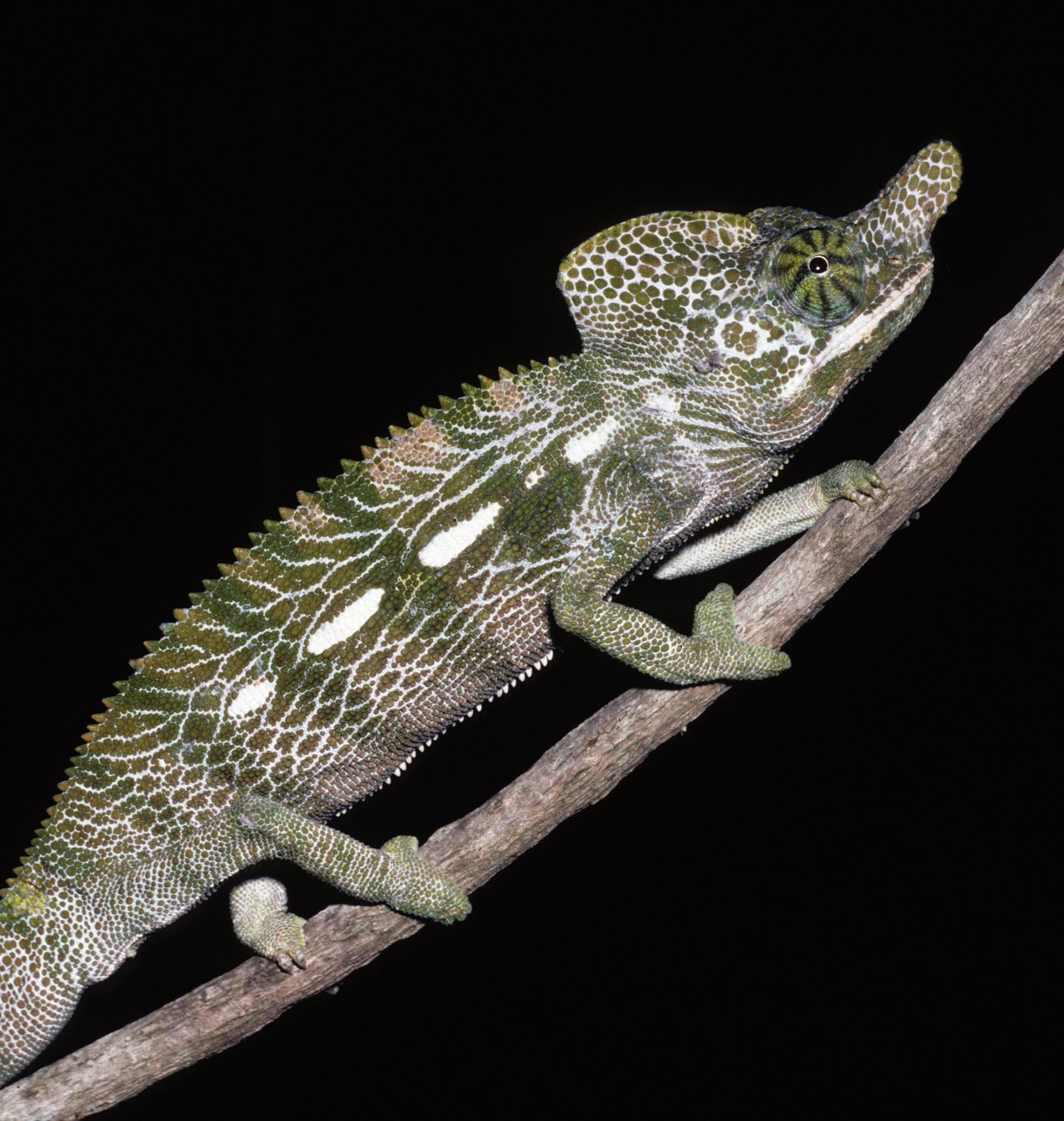 Labords Chamäleon (Furcifer labordi), typisches Aussehen der Art