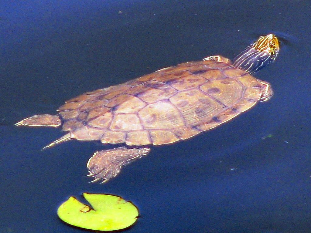 Landkartenschildkröte (Graptemys geographica), typisches Aussehen der Art