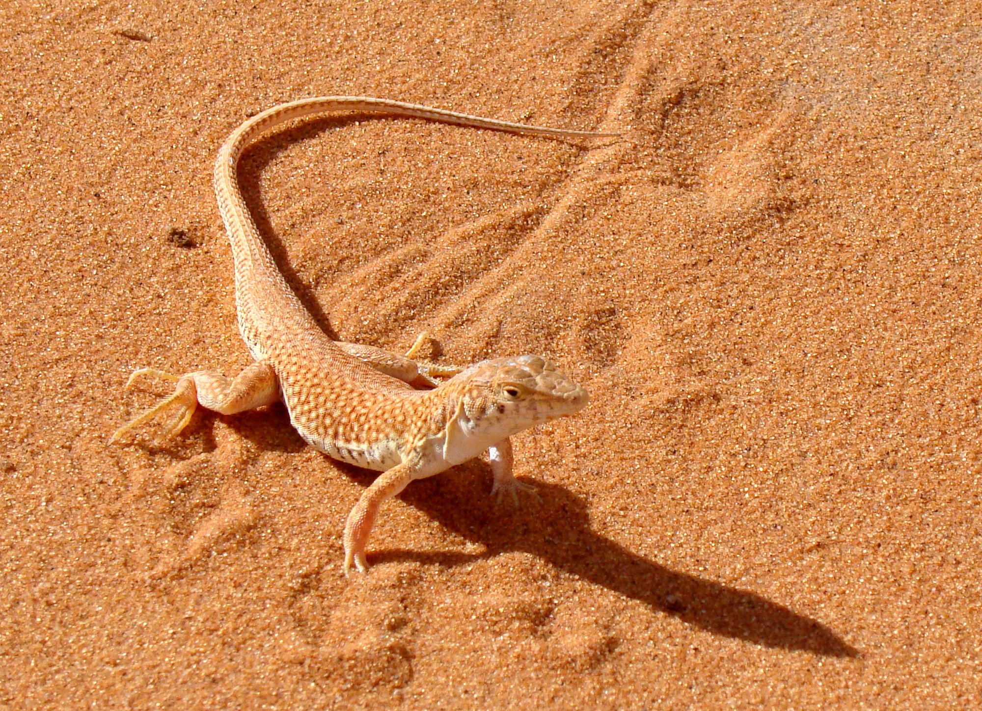 Langfuß-Fransenfinger (Acanthodactylus longipes), typisches Aussehen der Art