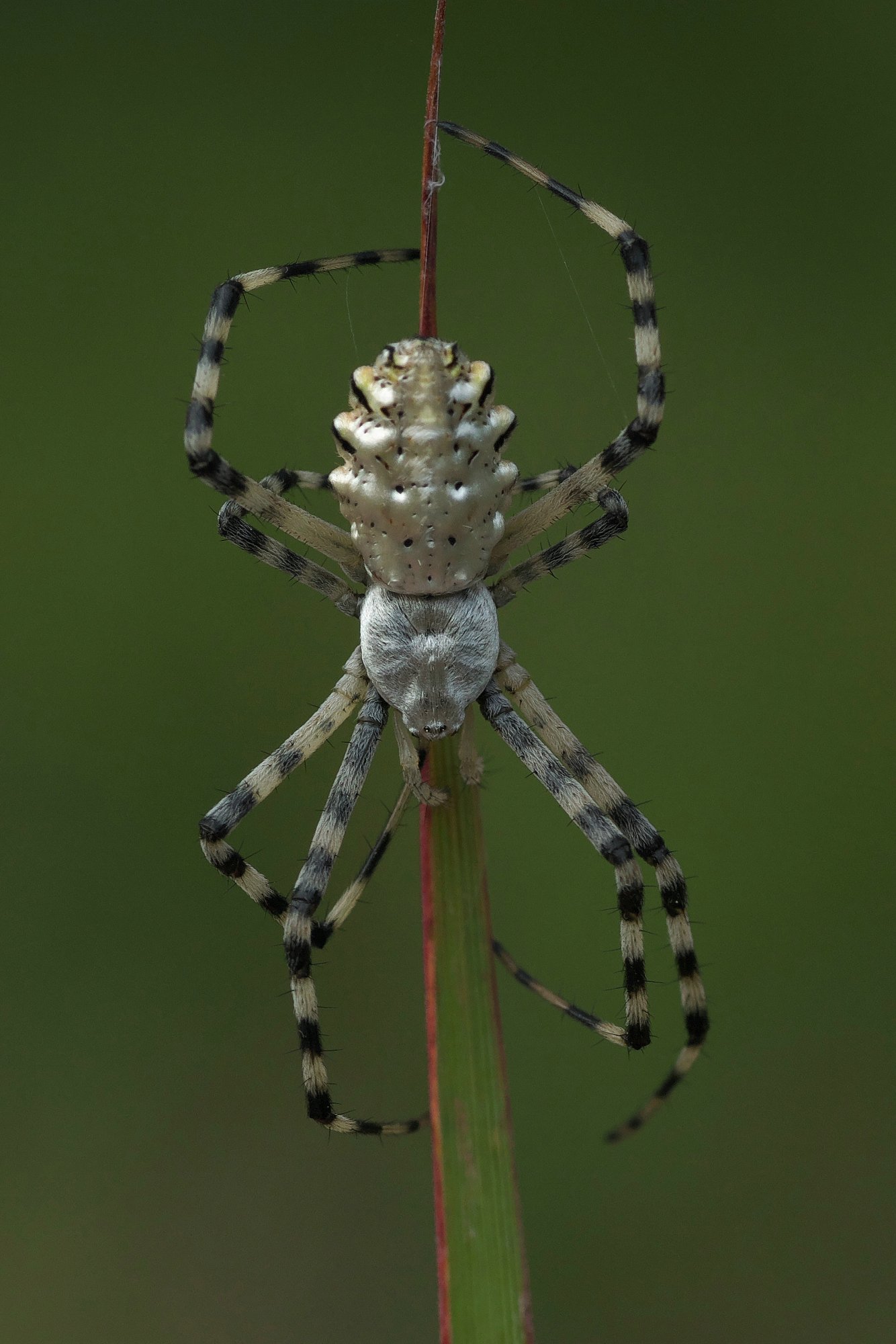 Lappen-Radnetzspinne (Argiope lobata), typisches Aussehen der Art