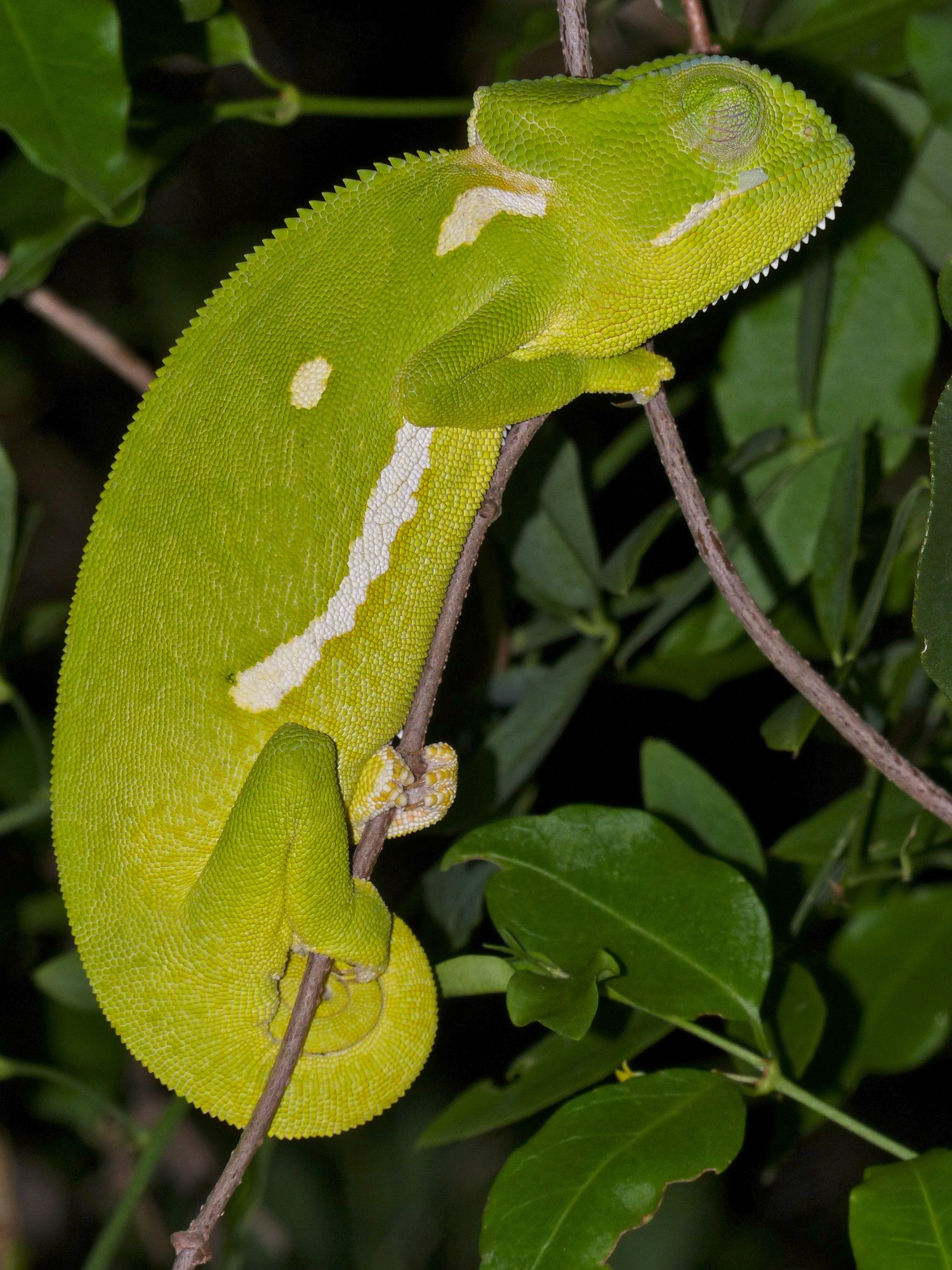 Lappenchamäleon (Chamaeleo dilepis), typisches Aussehen der Art