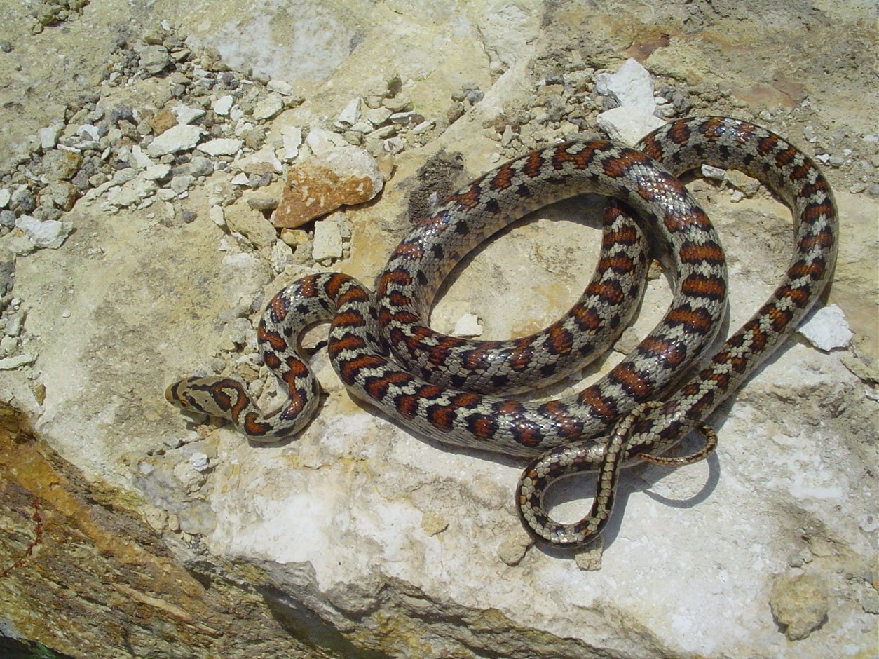 Leopardnatter (Zamenis situla), typisches Aussehen der Art