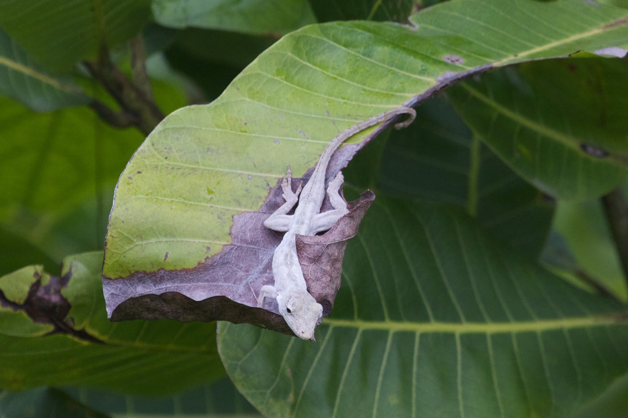 Lichen-Anolis (Anolis pentaprion), typisches Aussehen der Art