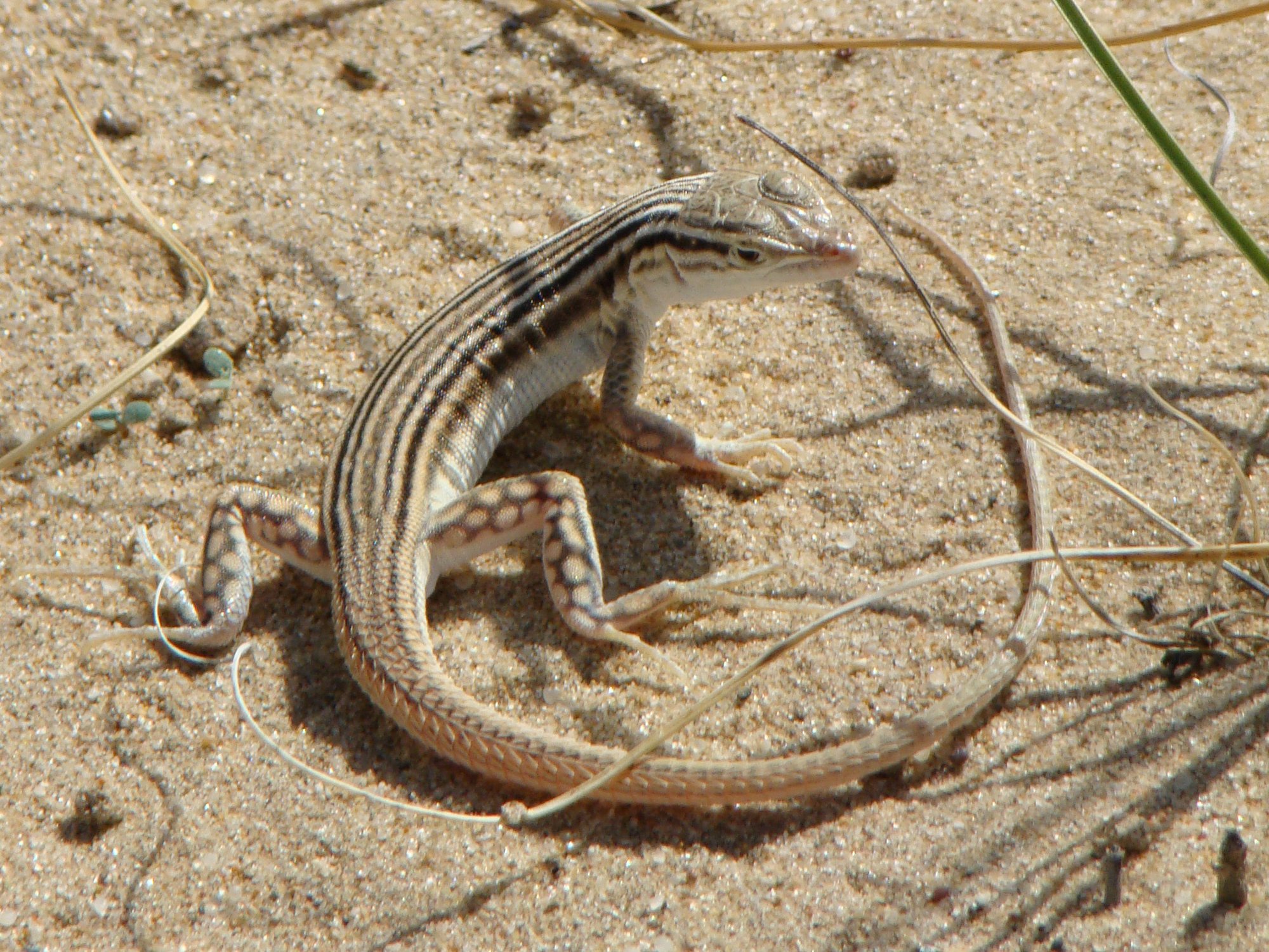 Linierter Wüstenrenner (Eremias lineolata), typisches Aussehen der Art