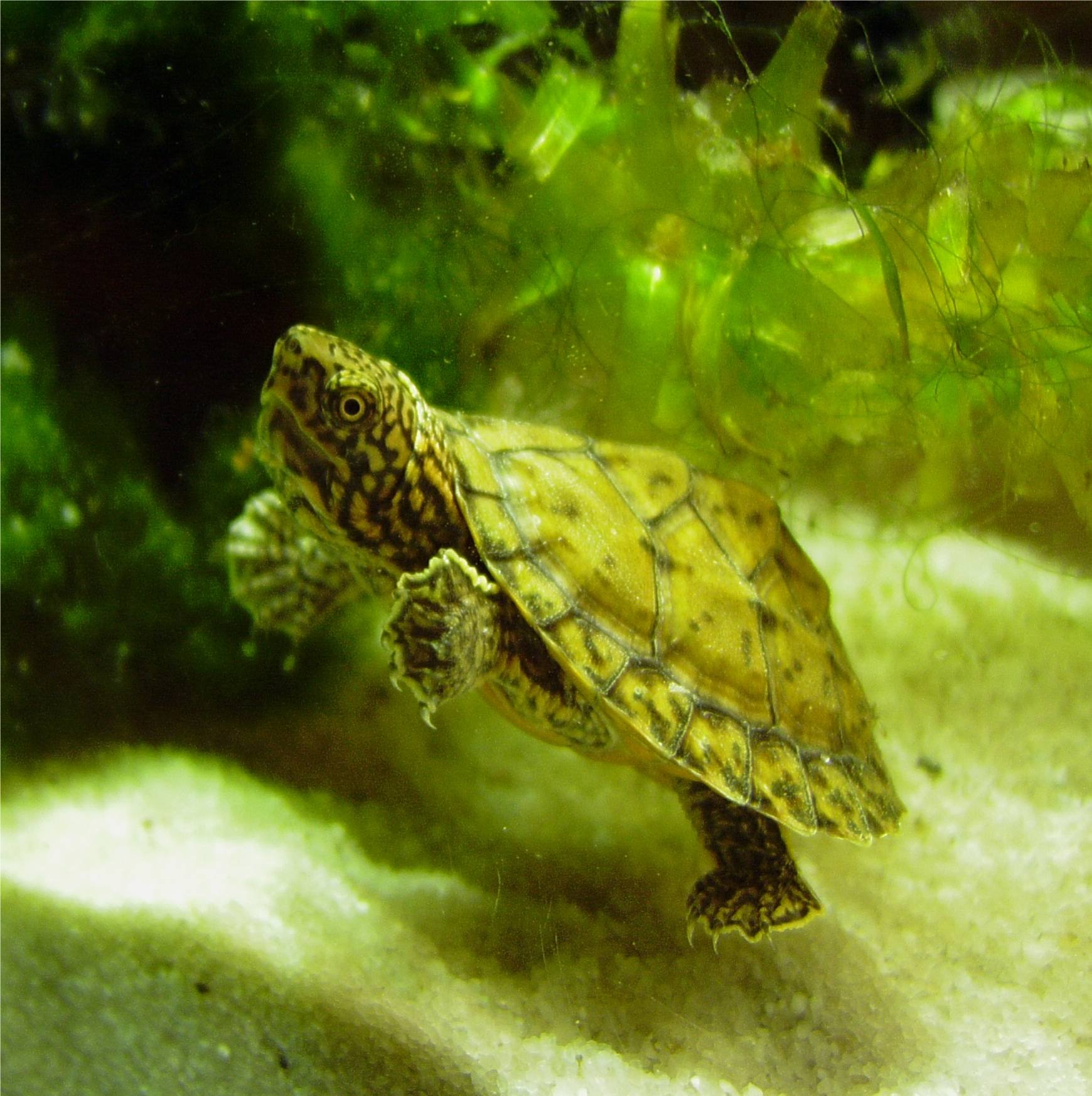 Loggerhead Musk (Sternotherus minor), typisches Aussehen der Art