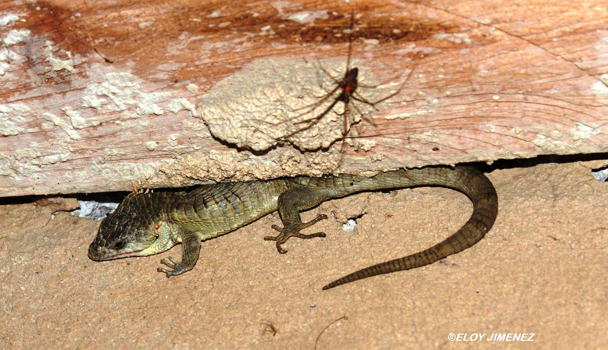 Lythrochila-Baumschleiche (Abronia lythrochila), typisches Aussehen der Art