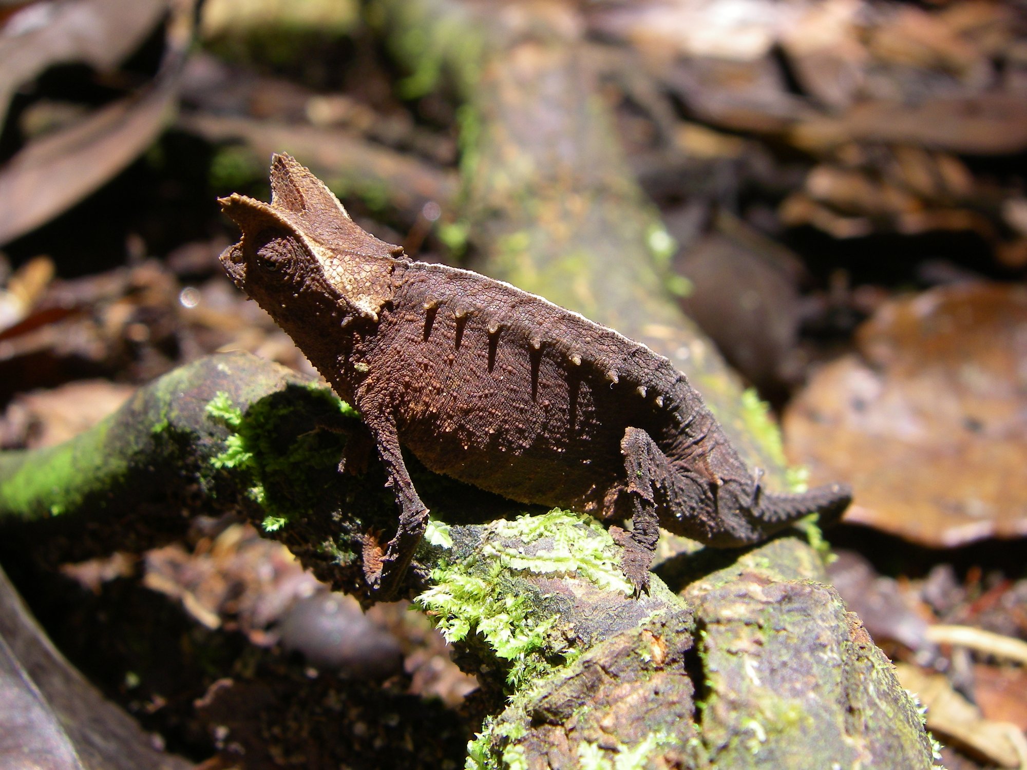 Madagaskar-Blattchamäleon (Brookesia superciliaris), typisches Aussehen der Art